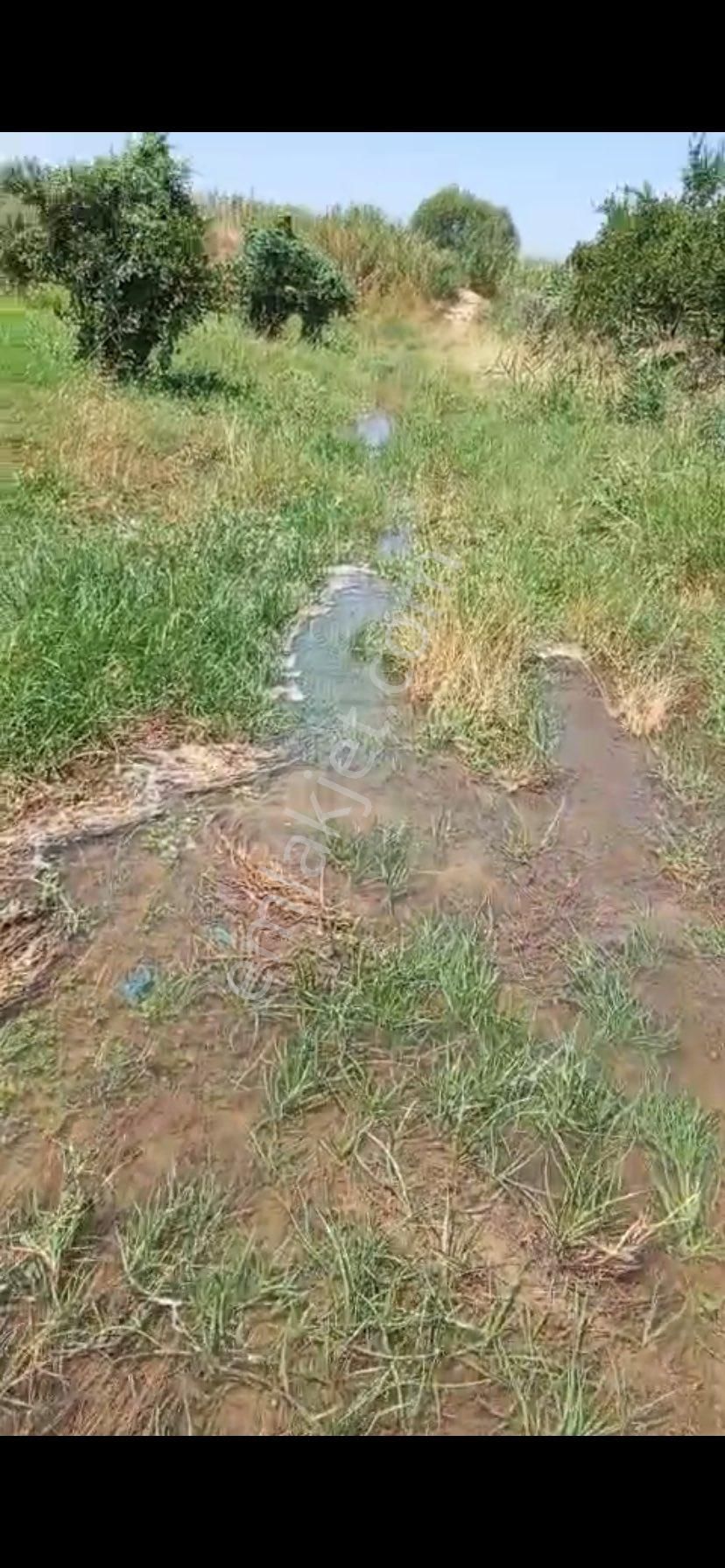 Aydın Nazilli Hamzallı Mah. 4.535 M2 Satılık Meyve Bahçesi - Görsel 5