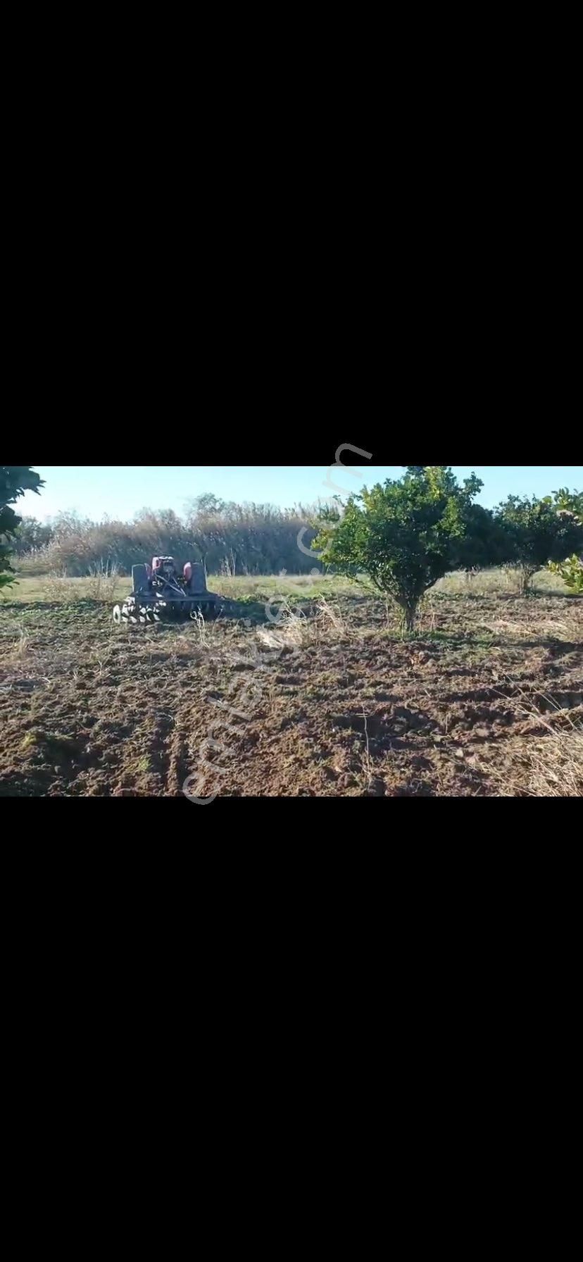 Aydın Nazilli Hamzallı Mah. 4.535 M2 Satılık Meyve Bahçesi