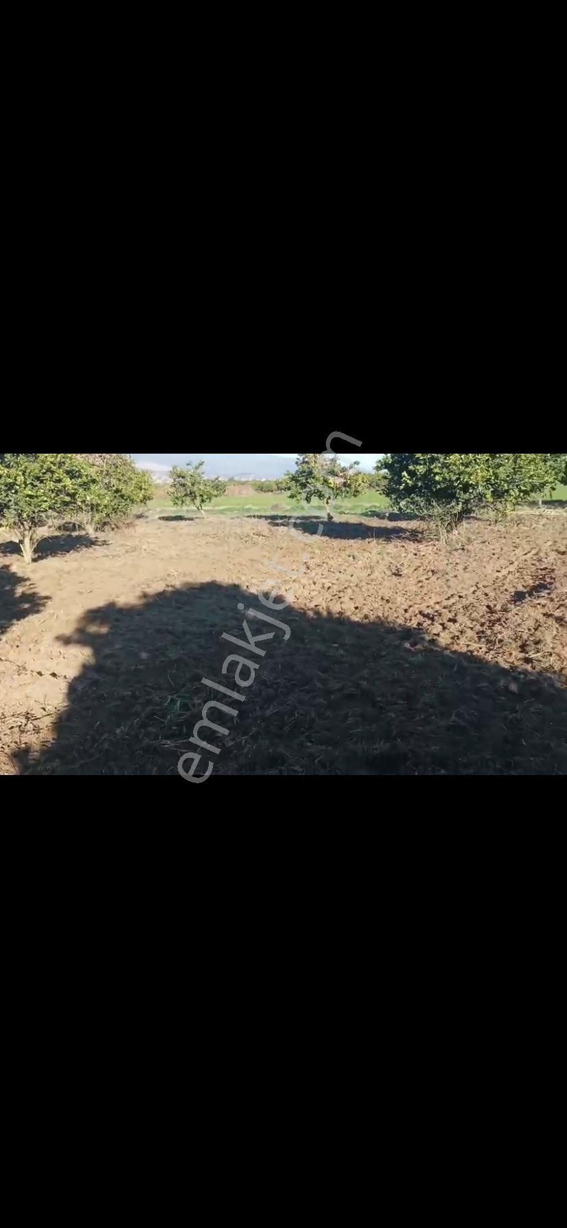 Aydın Nazilli Hamzallı Mah. 4.535 M2 Satılık Meyve Bahçesi - Görsel 3