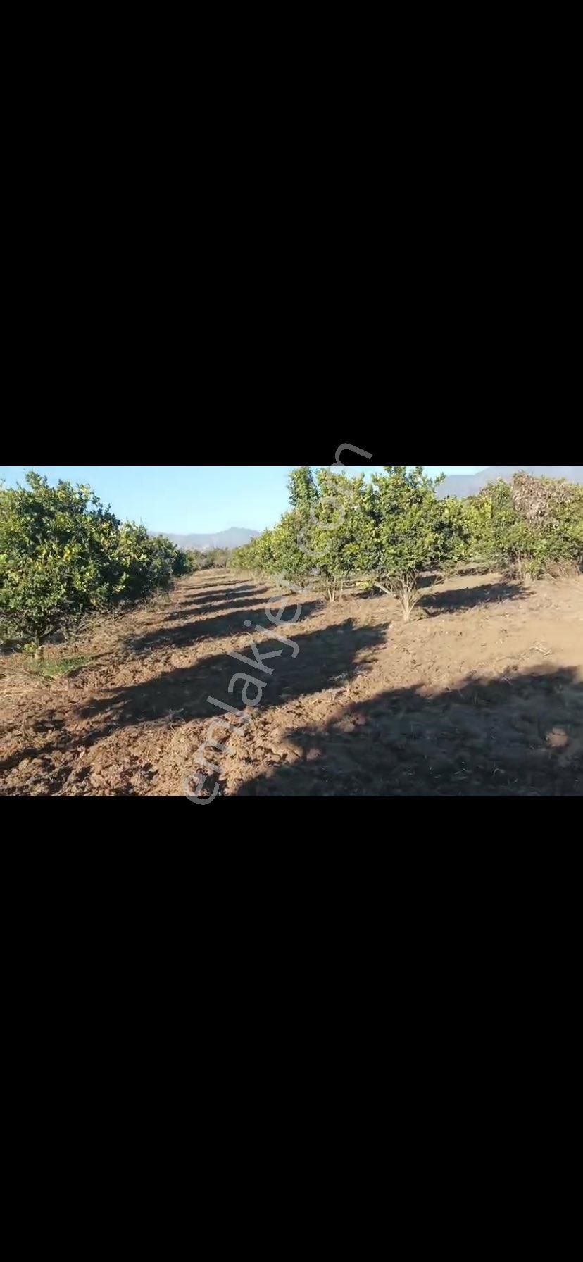 Aydın Nazilli Hamzallı Mah. 4.535 M2 Satılık Meyve Bahçesi - Görsel 2