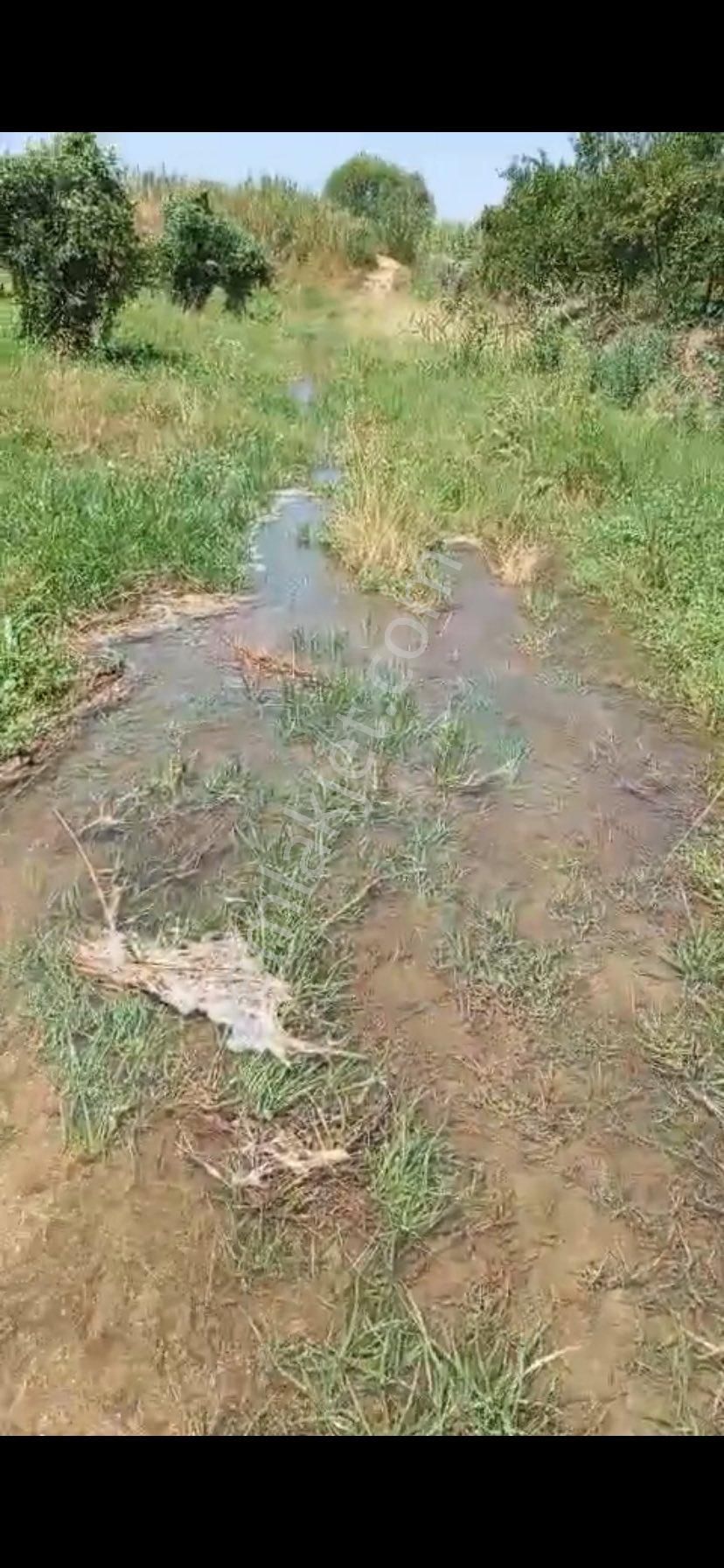 Aydın Nazilli Hamzallı Mah. 4.535 M2 Satılık Meyve Bahçesi - Görsel 4