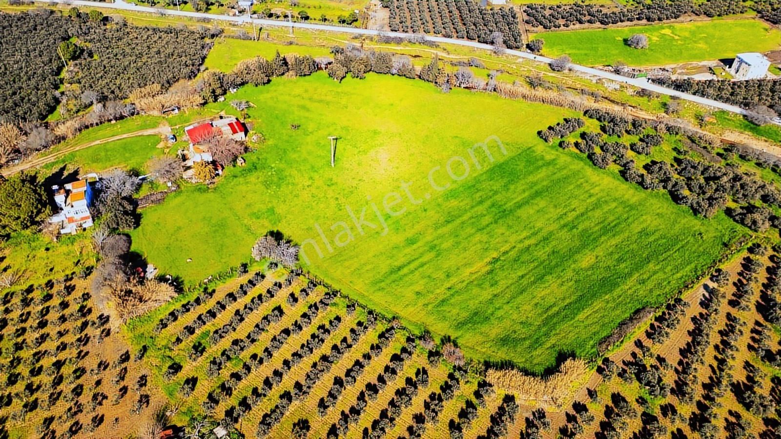 Foça Yenibağarası Mah. Satılık 18 Dönüm Tarla - Görsel 2