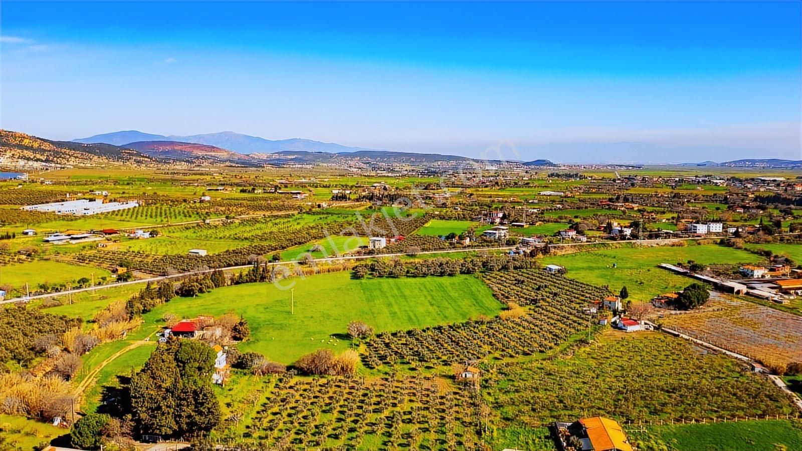 Foça Yenibağarası Mah. Satılık 18 Dönüm Tarla - Görsel 3
