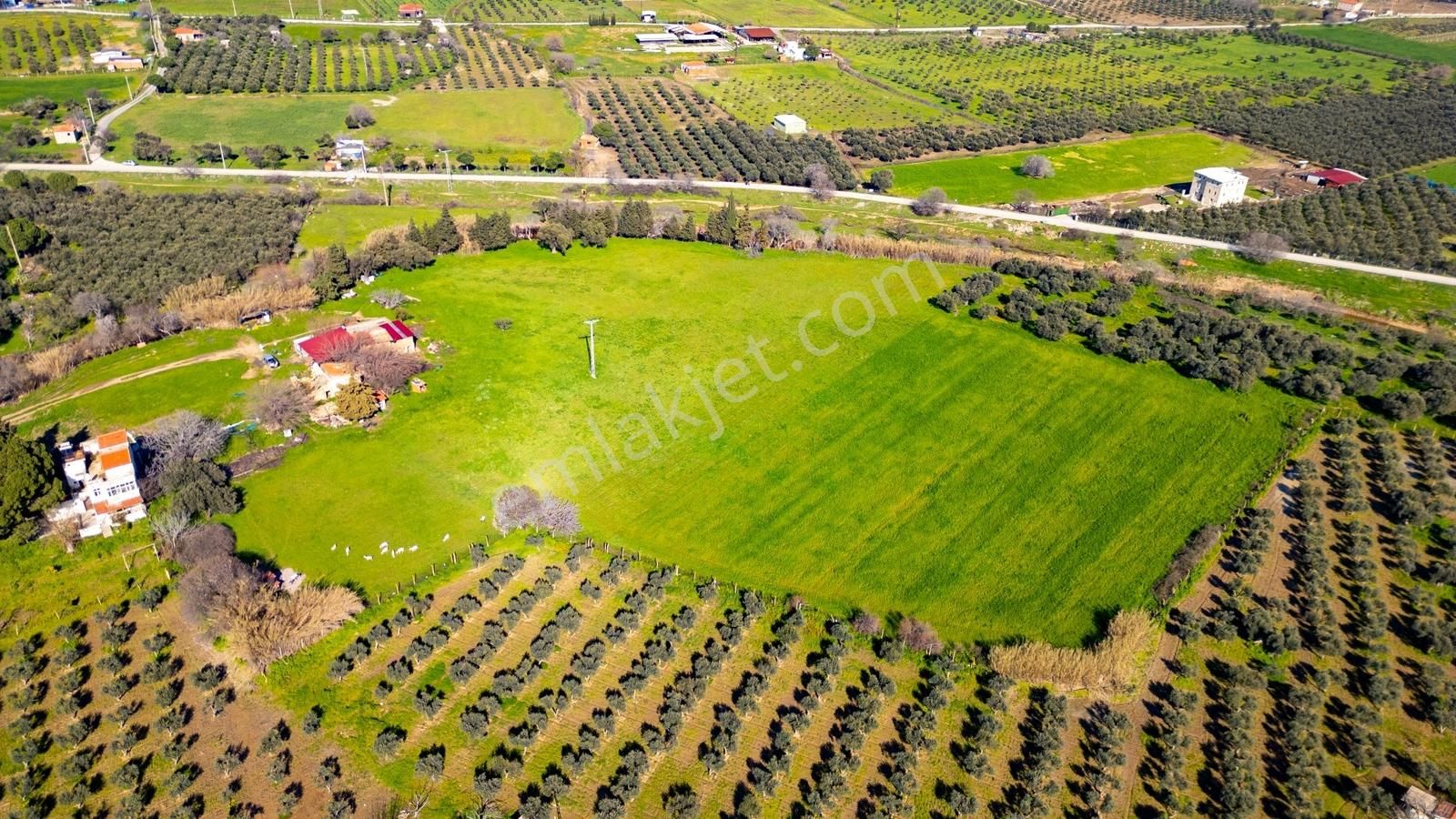 Foça Yenibağarası Mah. Satılık 18 Dönüm Tarla - Görsel 35