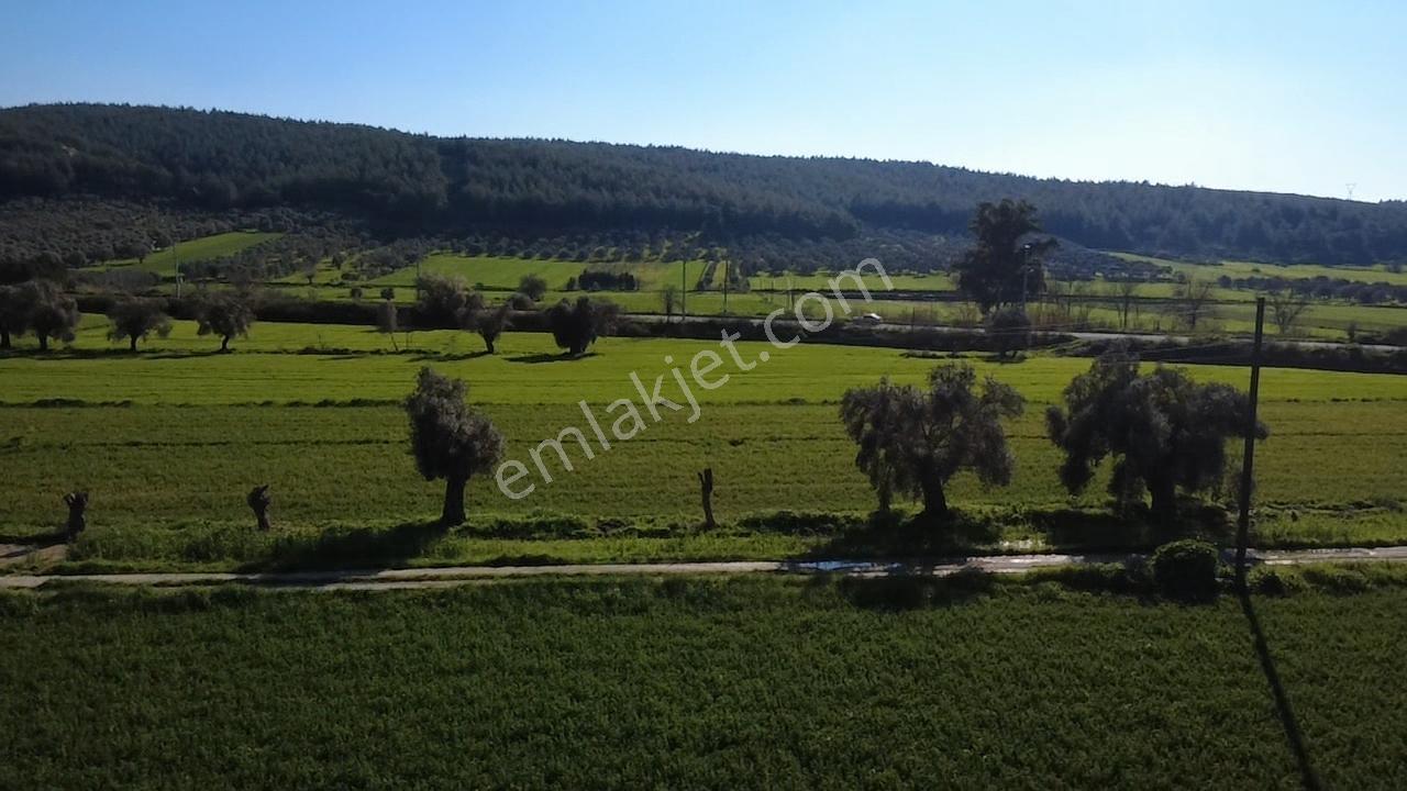 Milas Yakaköy De 14 000 M² Yola Sıfır İmar Sınırında Tarla - Görsel 12