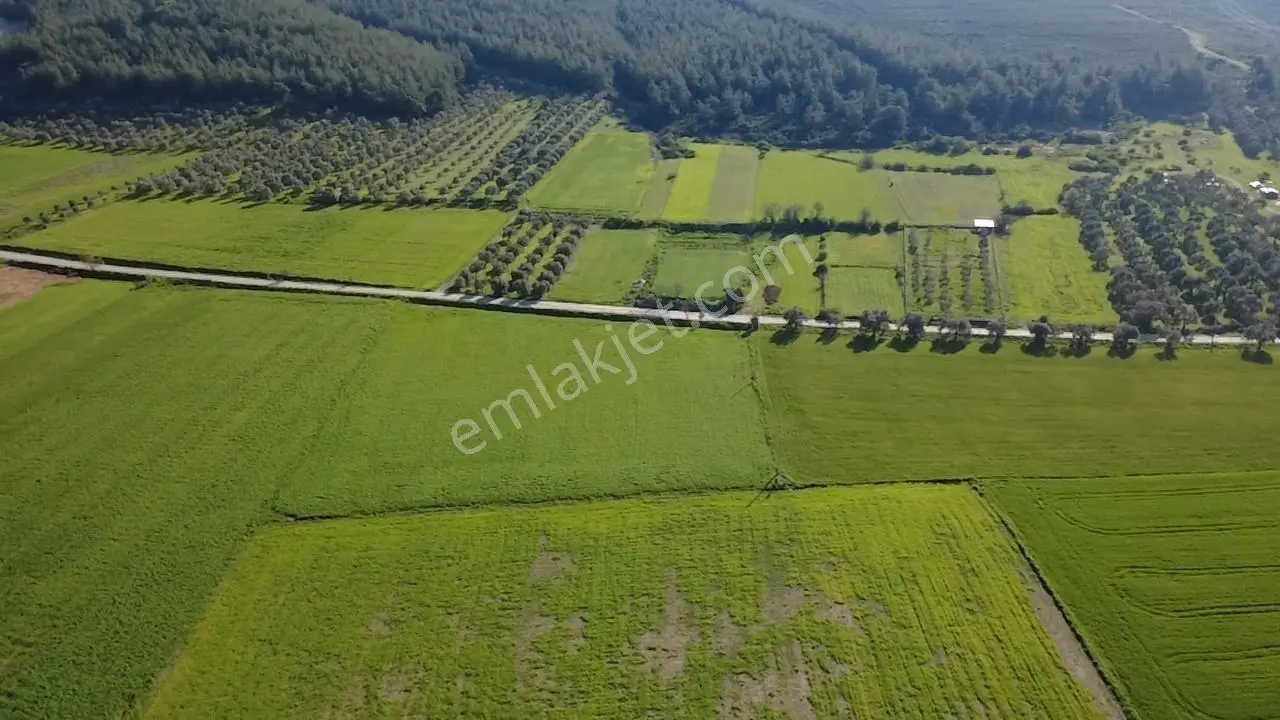 Milas Yakaköy De 14 000 M² Yola Sıfır İmar Sınırında Tarla - Görsel 31