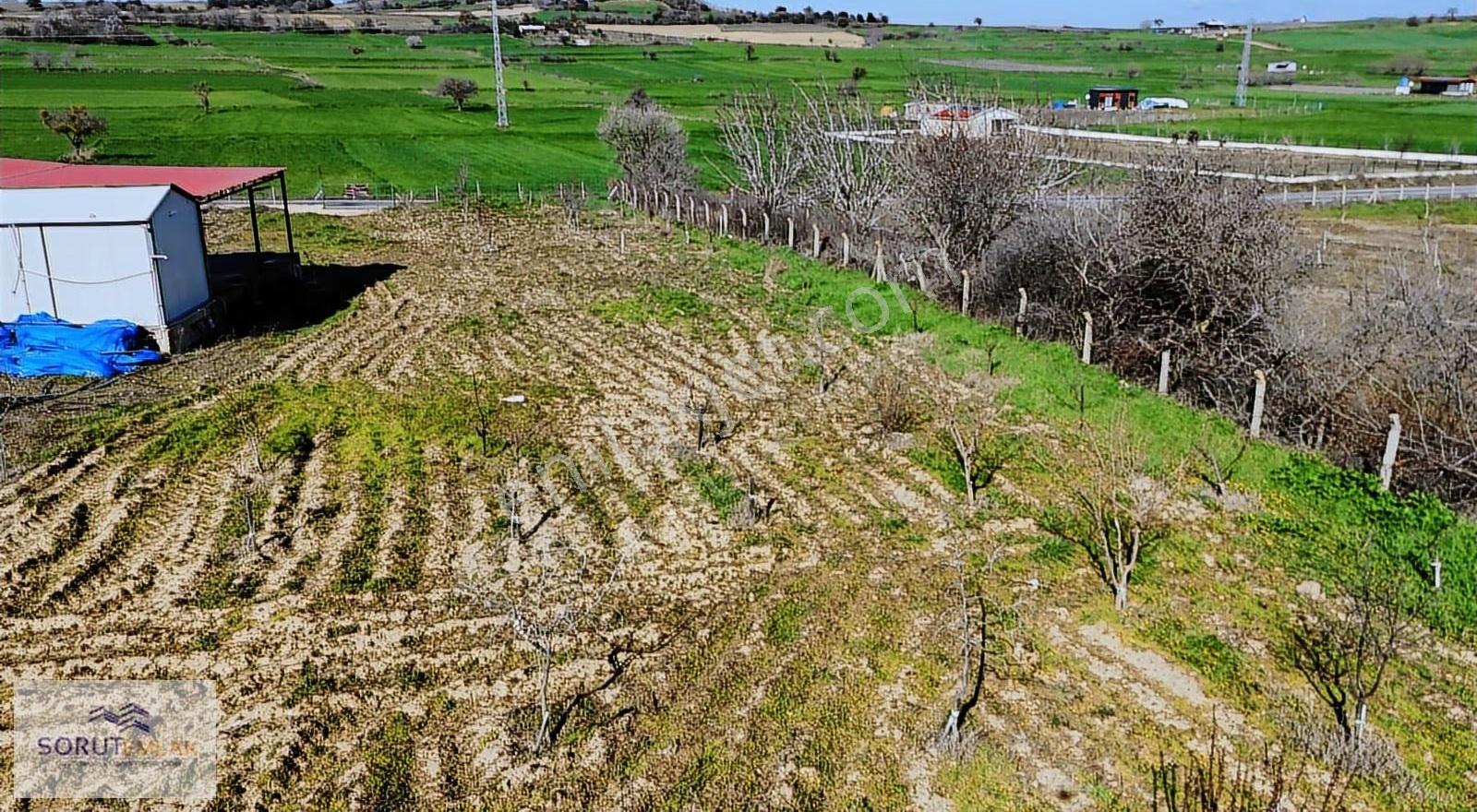 Mecidiye Köyü'nde Satılık 2800m² Fidanlık Ve Yaşam Alanı - Görsel 20