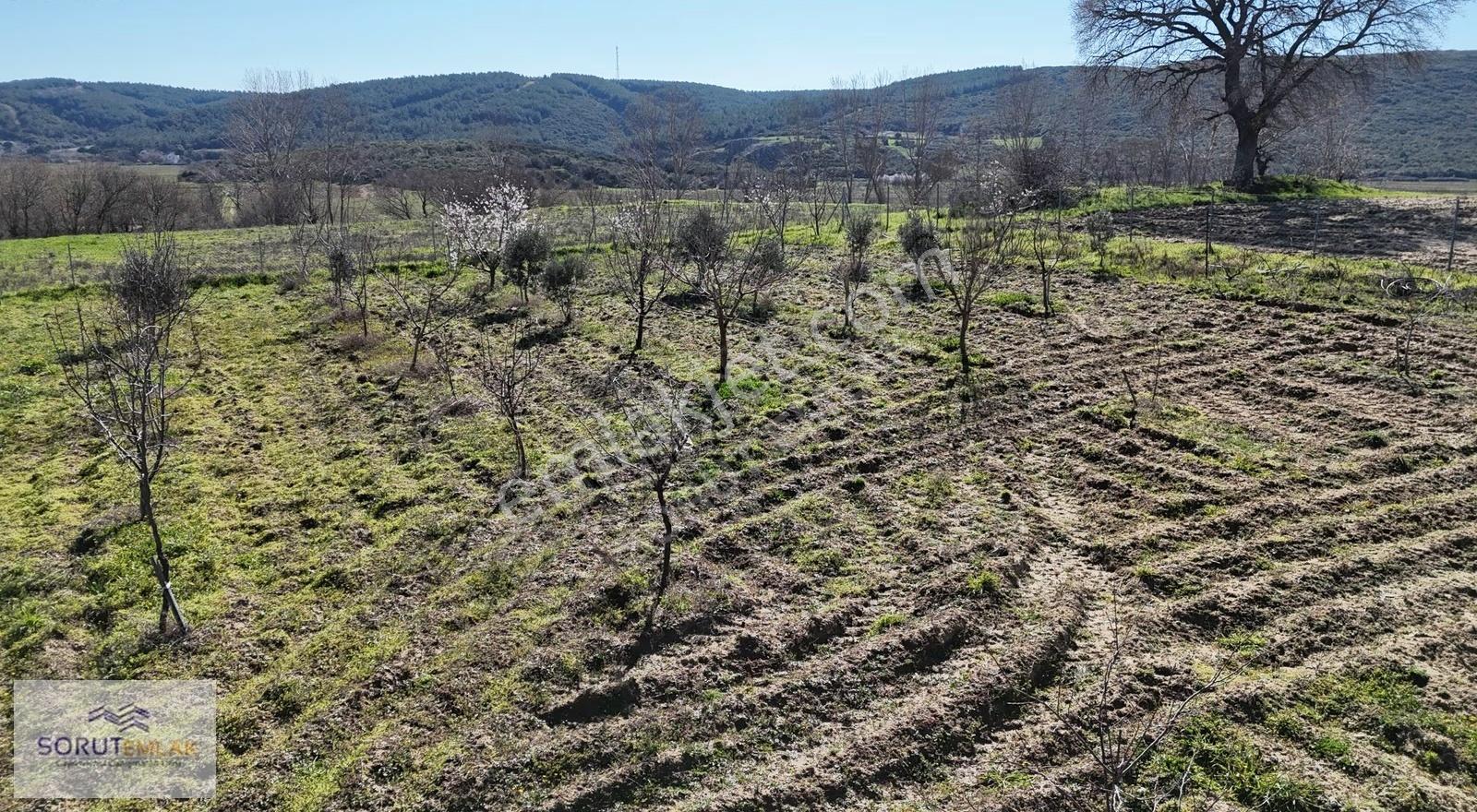 Mecidiye Köyü'nde Satılık 2800m² Fidanlık Ve Yaşam Alanı - Görsel 16