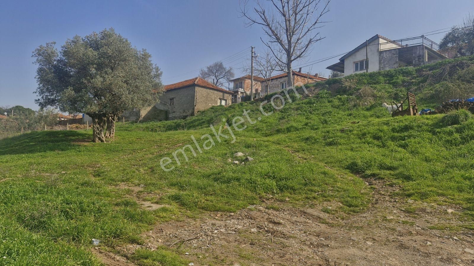 Kemalpaşa Sarılar Köyiçi 425 M² Tapulu Yolu Mevcut Bahçe - Görsel 3