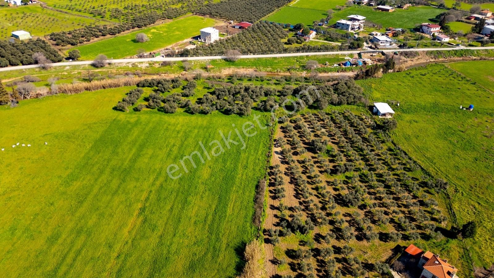 Foça Yenibağarası Mah. Satılık Tarla - Görsel 34