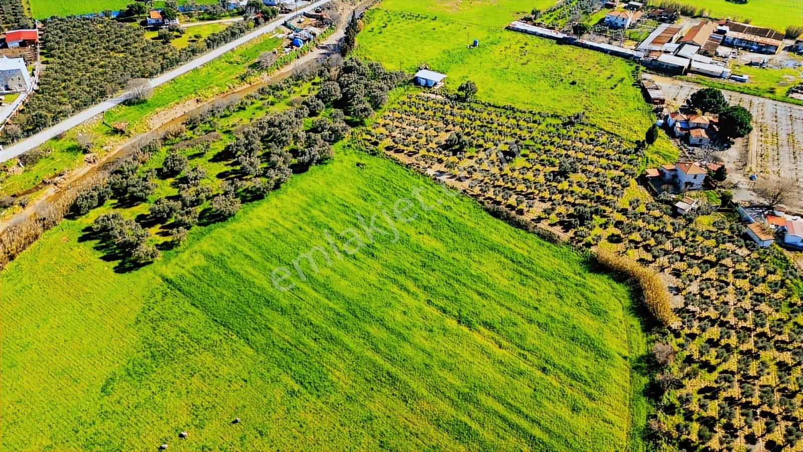 Foça Yenibağarası Mah. Satılık Tarla - Görsel 6