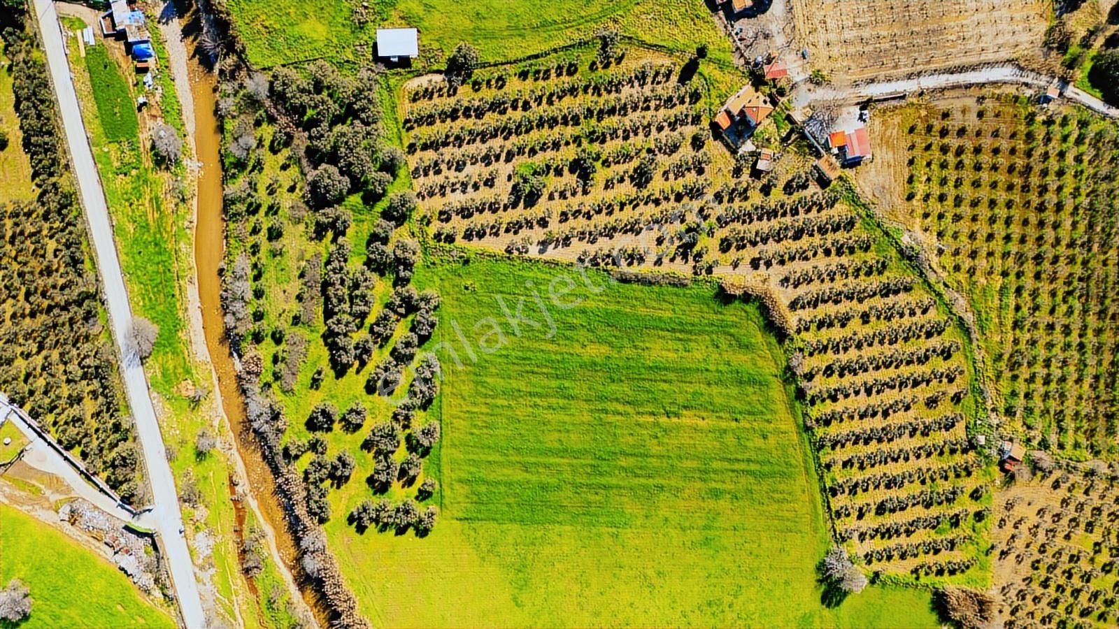 Foça Yenibağarası Mah. Satılık Tarla - Görsel 10