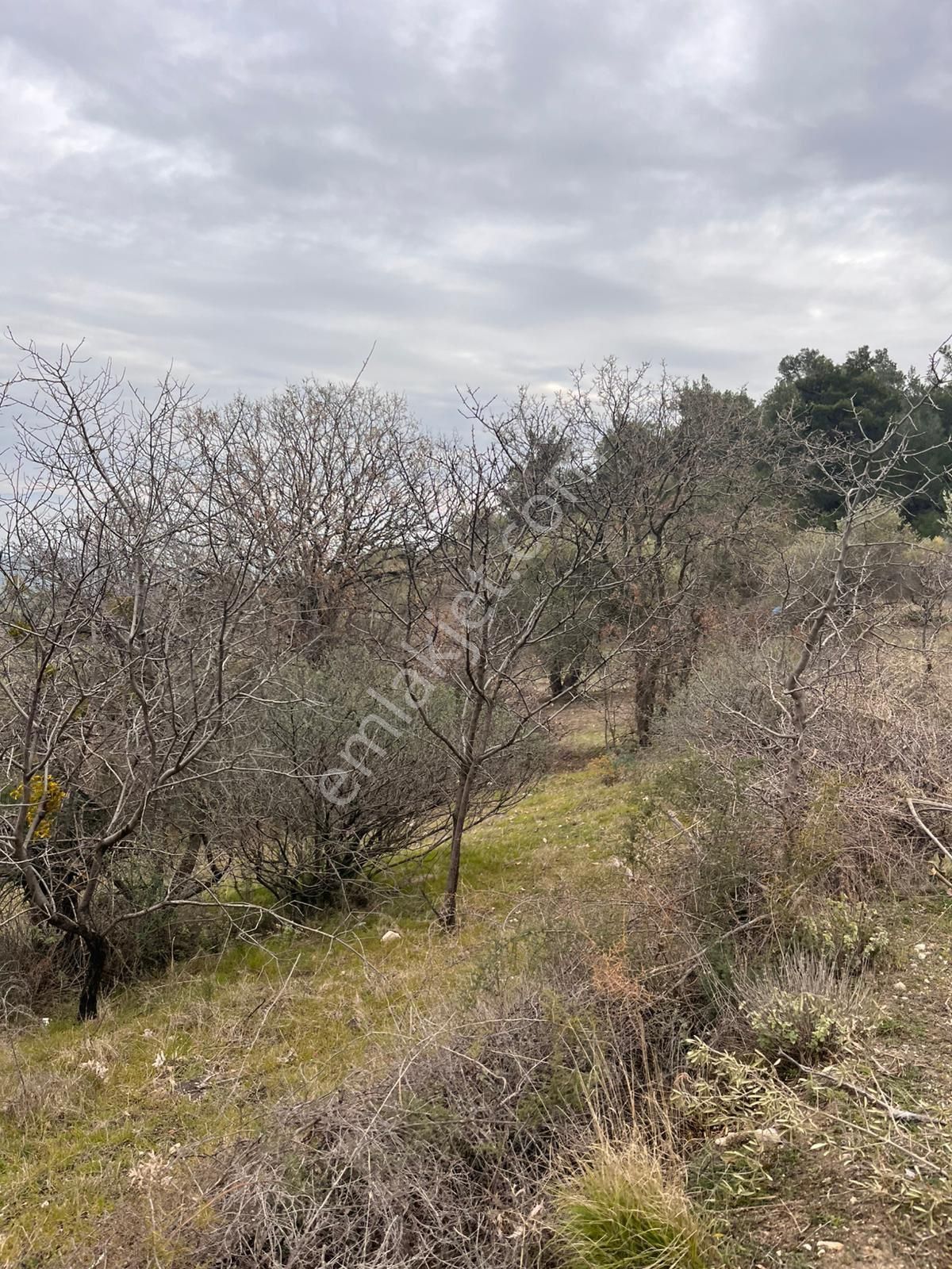 Kağan Mah 2425m2 Satılık Tek Tapu Hesaplı Zeytinlik Arayın Yardımcı Olalım - Görsel 22