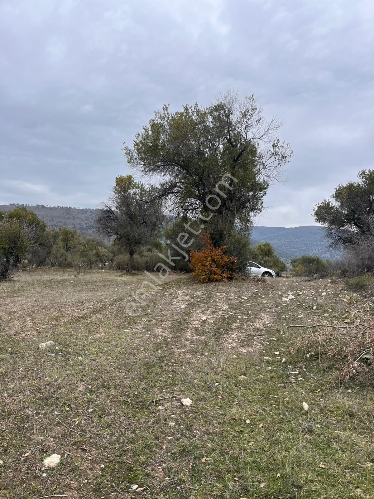 Kağan Mah 2425m2 Satılık Tek Tapu Hesaplı Zeytinlik Arayın Yardımcı Olalım - Görsel 33