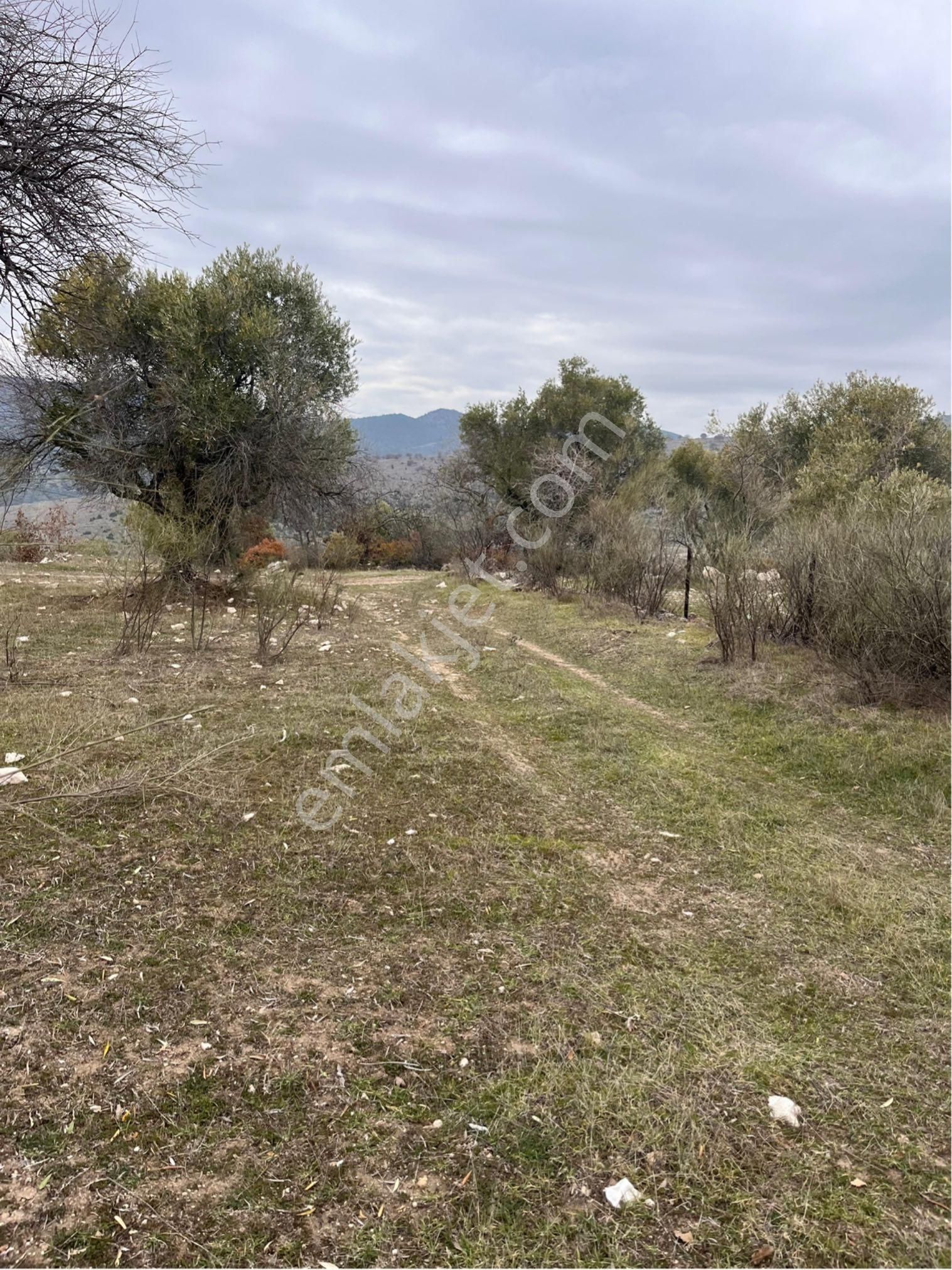 Kağan Mah 2425m2 Satılık Tek Tapu Hesaplı Zeytinlik Arayın Yardımcı Olalım