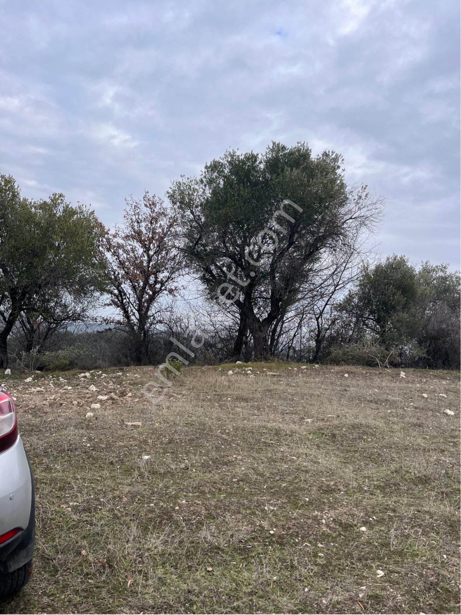 Kağan Mah 2425m2 Satılık Tek Tapu Hesaplı Zeytinlik Arayın Yardımcı Olalım - Görsel 6