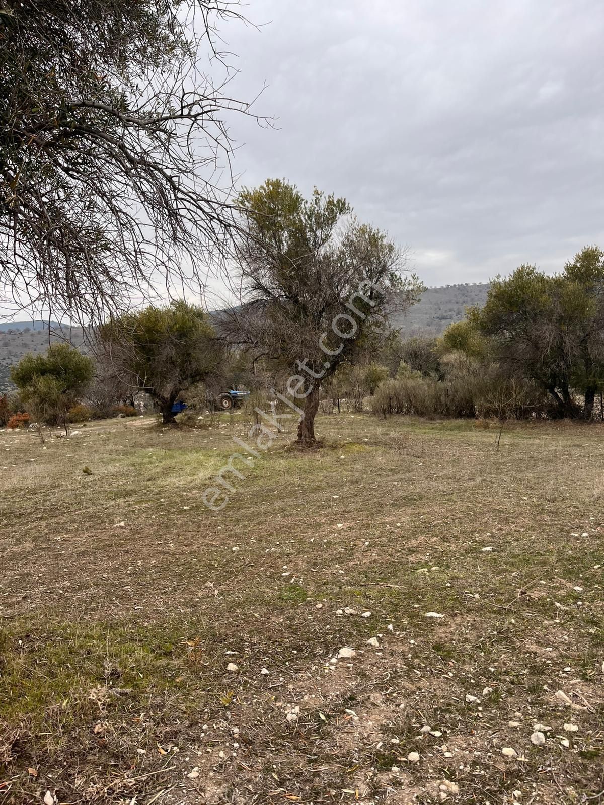 Kağan Mah 2425m2 Satılık Tek Tapu Hesaplı Zeytinlik Arayın Yardımcı Olalım - Görsel 35