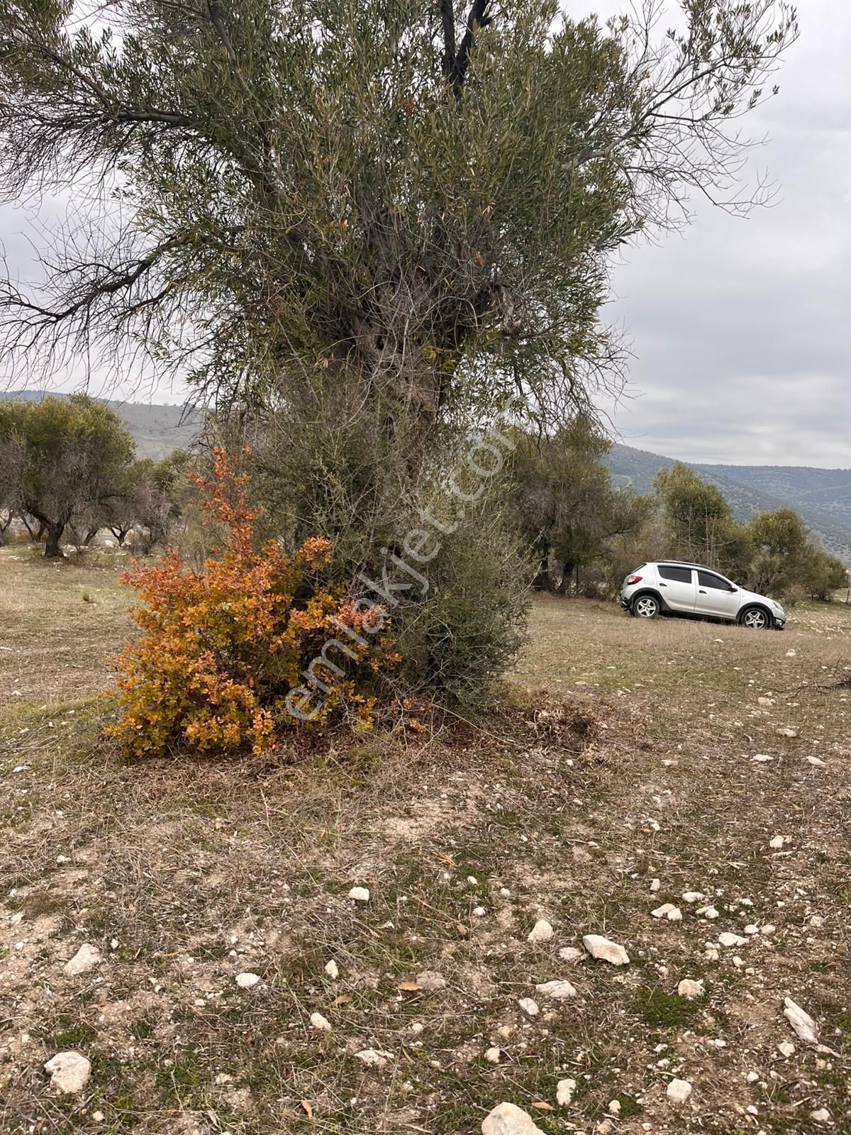 Kağan Mah 2425m2 Satılık Tek Tapu Hesaplı Zeytinlik Arayın Yardımcı Olalım - Görsel 24