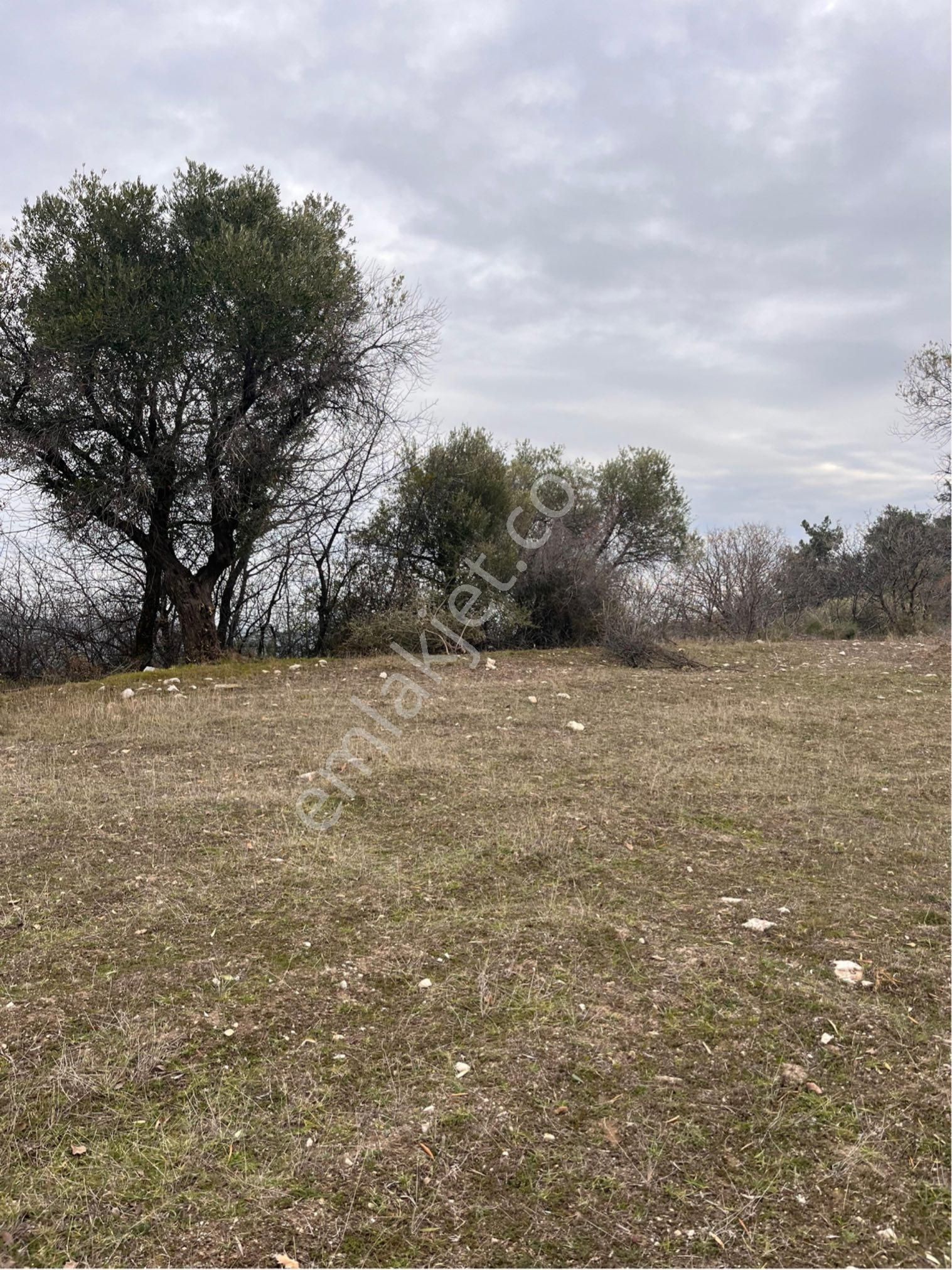 Kağan Mah 2425m2 Satılık Tek Tapu Hesaplı Zeytinlik Arayın Yardımcı Olalım - Görsel 4