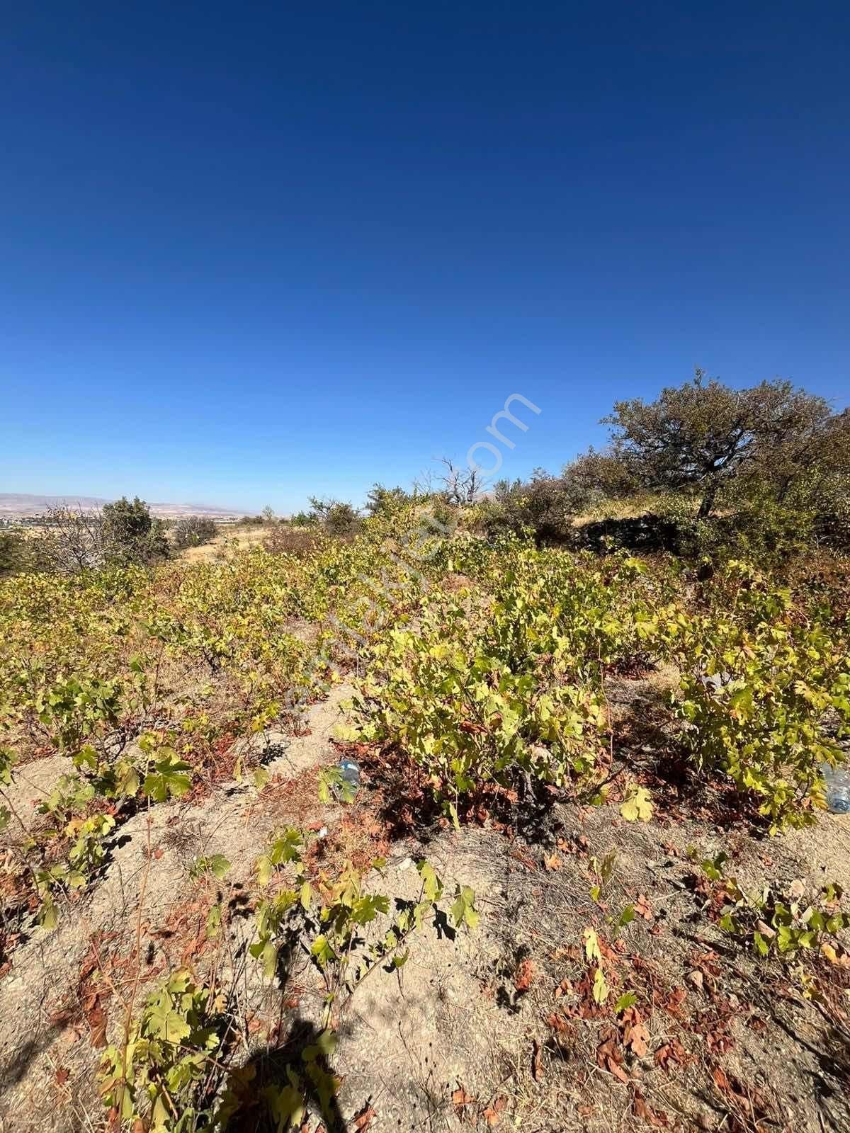 Gesi Büyük Bürüngüz De 1672 Metrekare Bağ Yolu Mevcut - Görsel 10