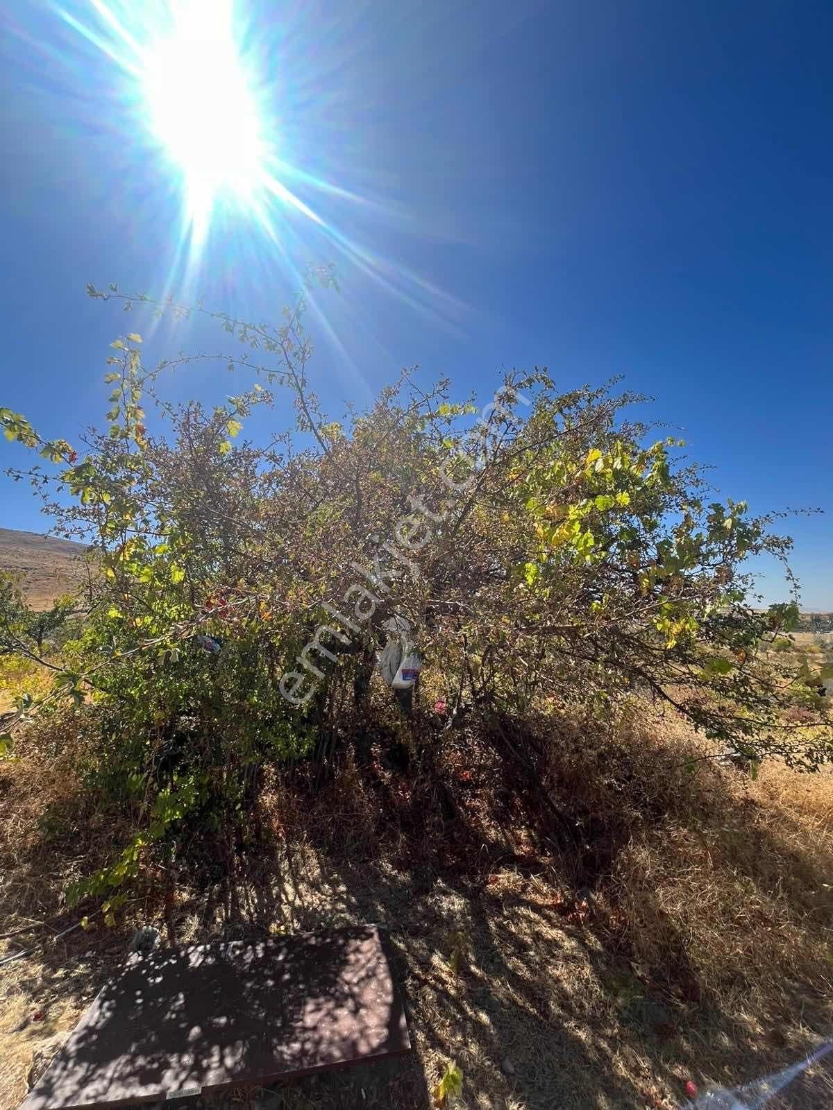 Gesi Büyük Bürüngüz De 1672 Metrekare Bağ Yolu Mevcut - Görsel 4