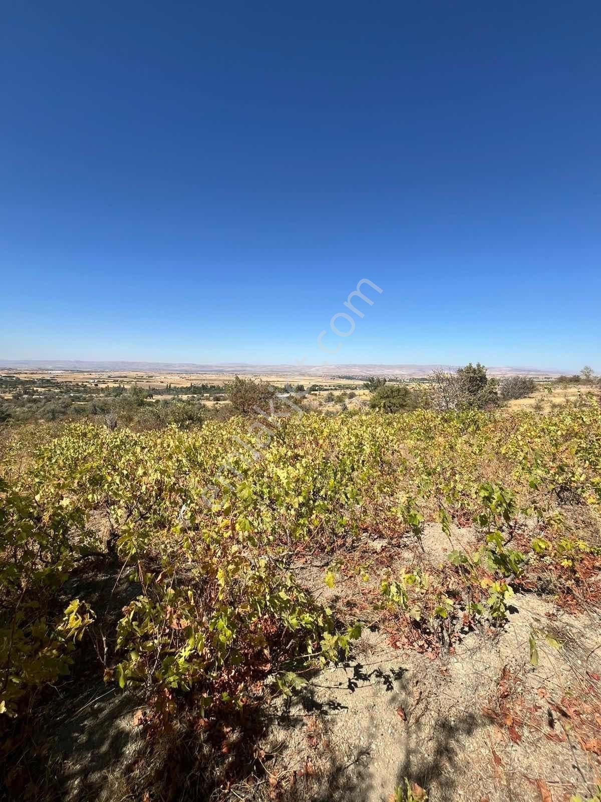 Gesi Büyük Bürüngüz De 1672 Metrekare Bağ Yolu Mevcut - Görsel 7