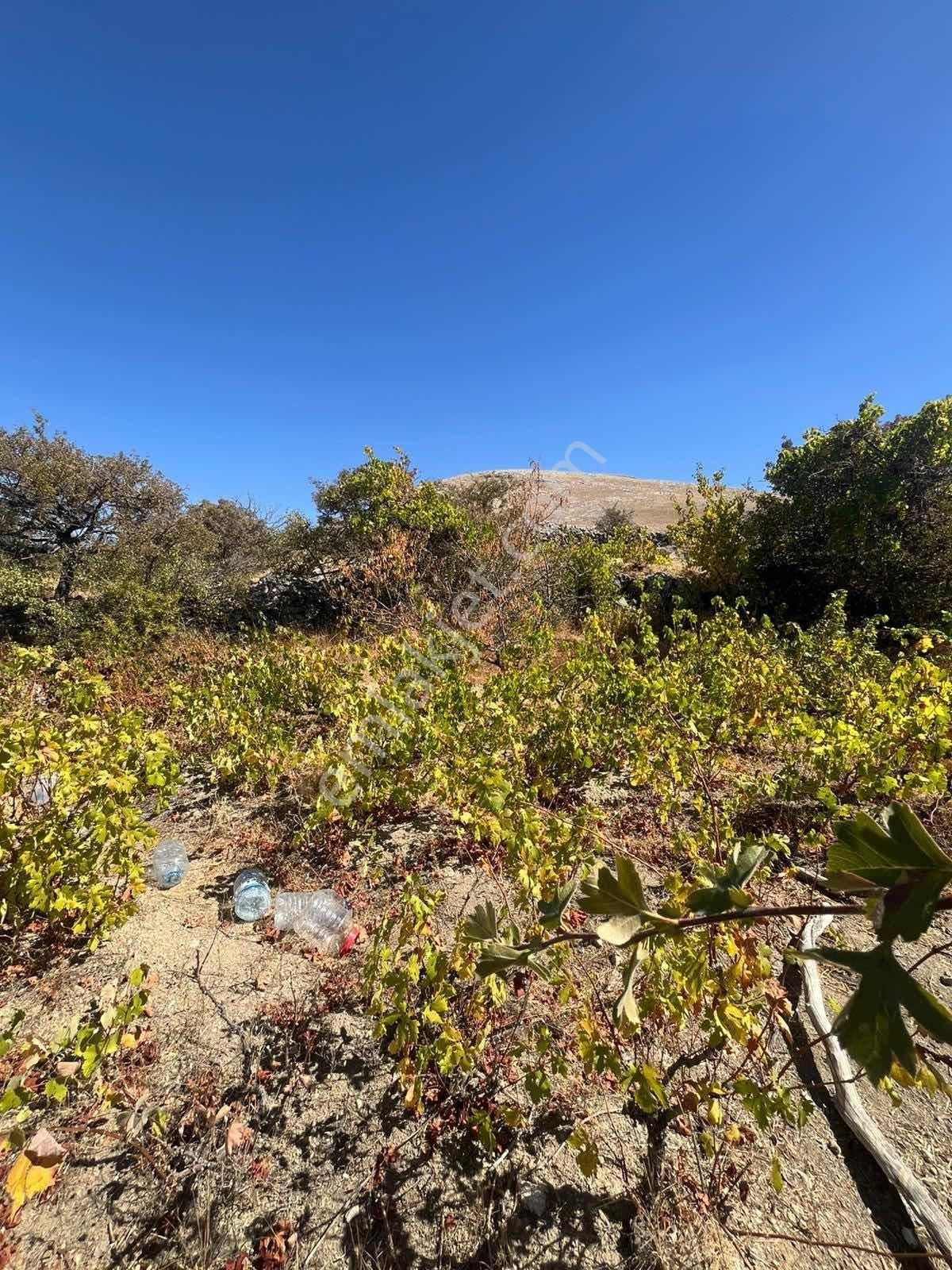 Gesi Büyük Bürüngüz De 1672 Metrekare Bağ Yolu Mevcut - Görsel 2