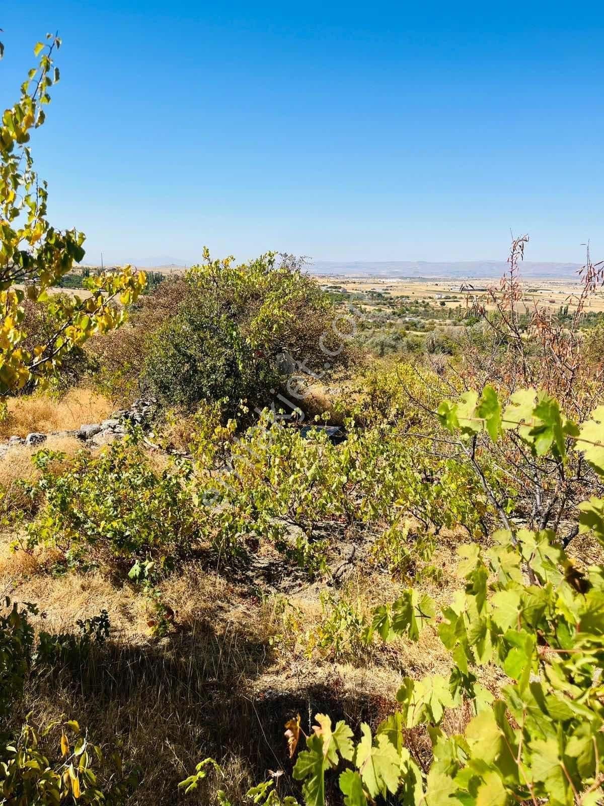 Gesi Büyük Bürüngüz De 1672 Metrekare Bağ Yolu Mevcut - Görsel 5
