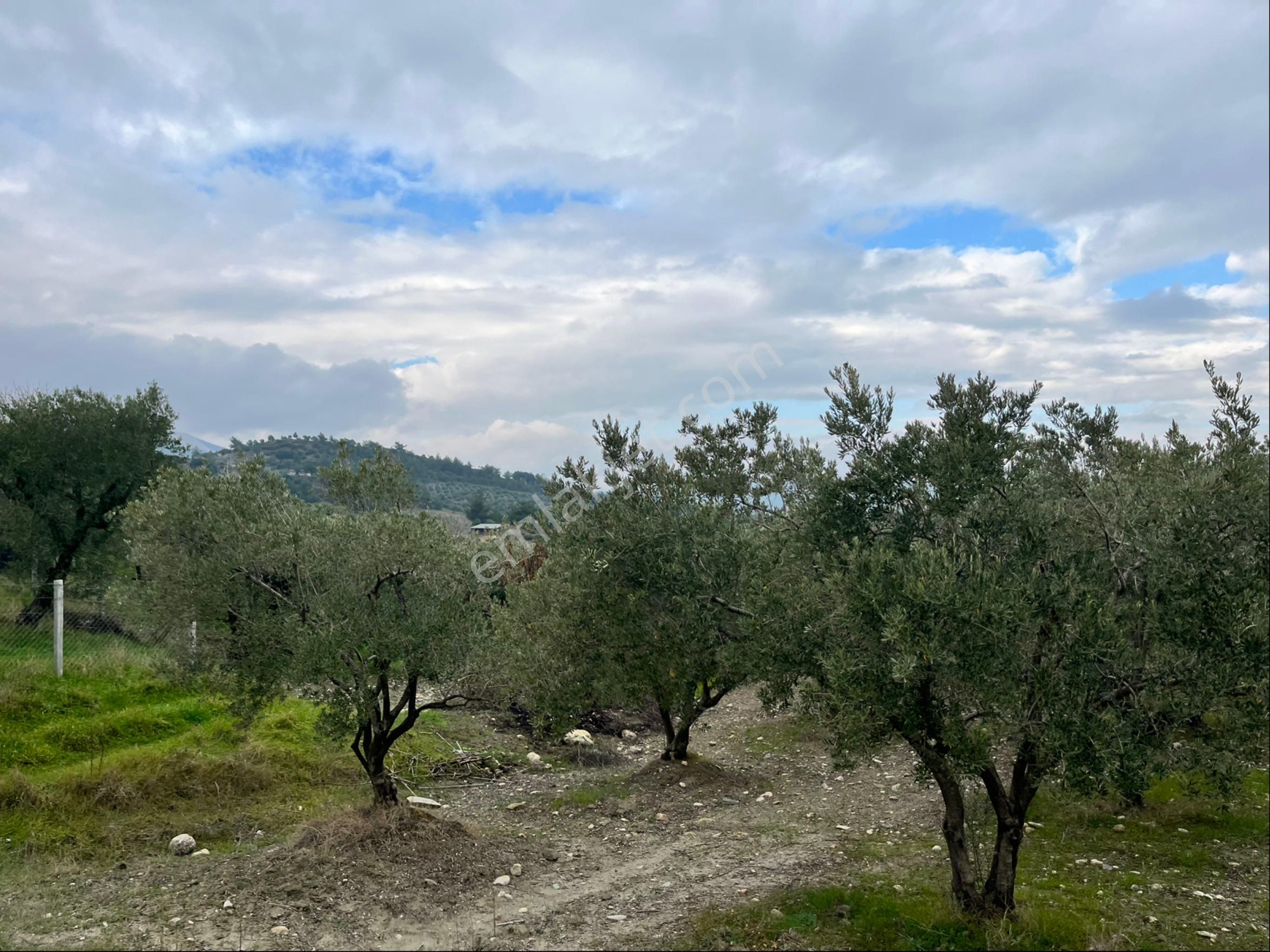 Saruhanlı Gözlet Mah Satılık 12500m2 Satılık Mükemmel Zeytinlik Arayın Yardımcı Olayım - Görsel 17