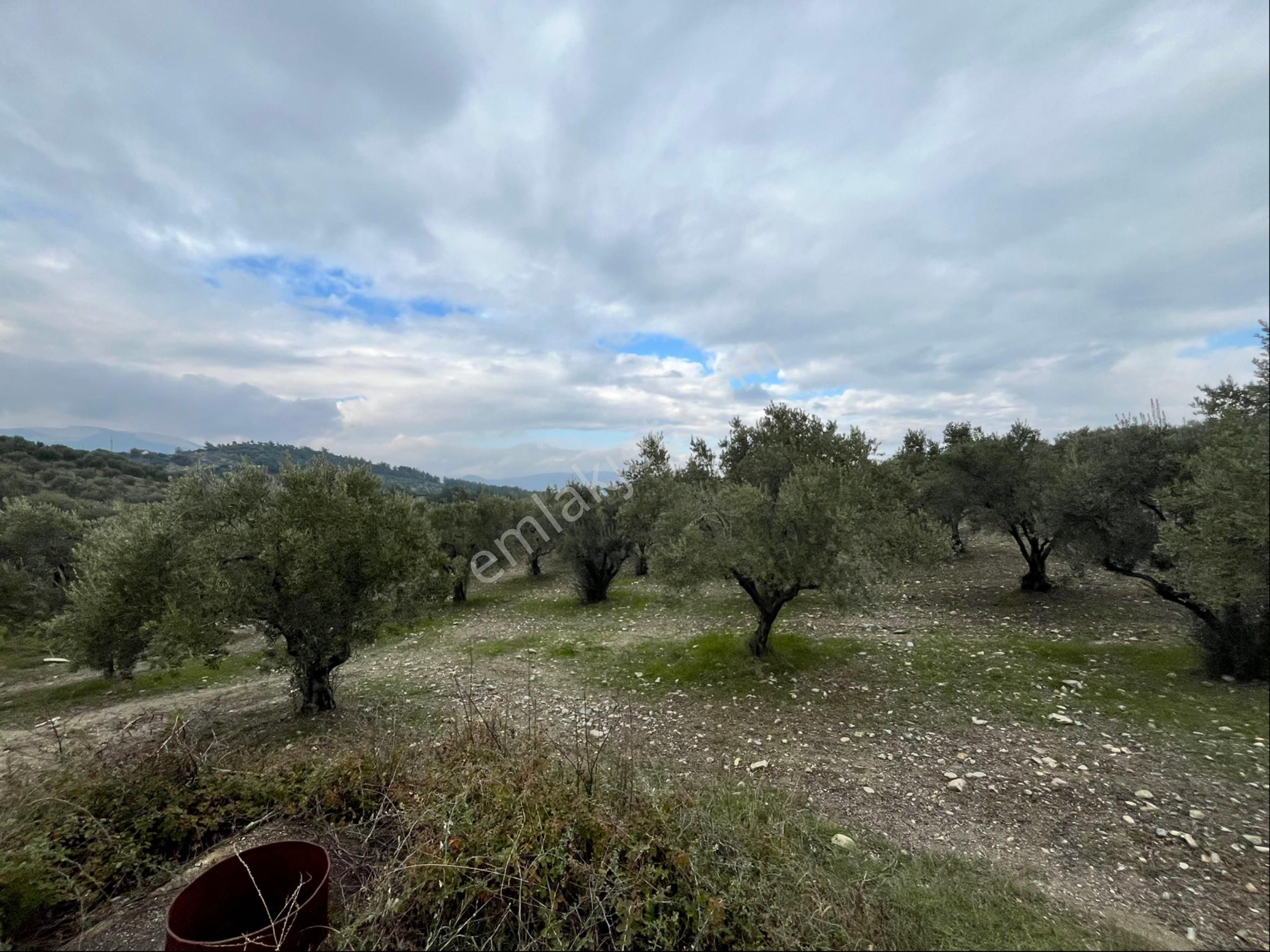 Saruhanlı Gözlet Mah Satılık 12500m2 Satılık Mükemmel Zeytinlik Arayın Yardımcı Olayım - Görsel 7