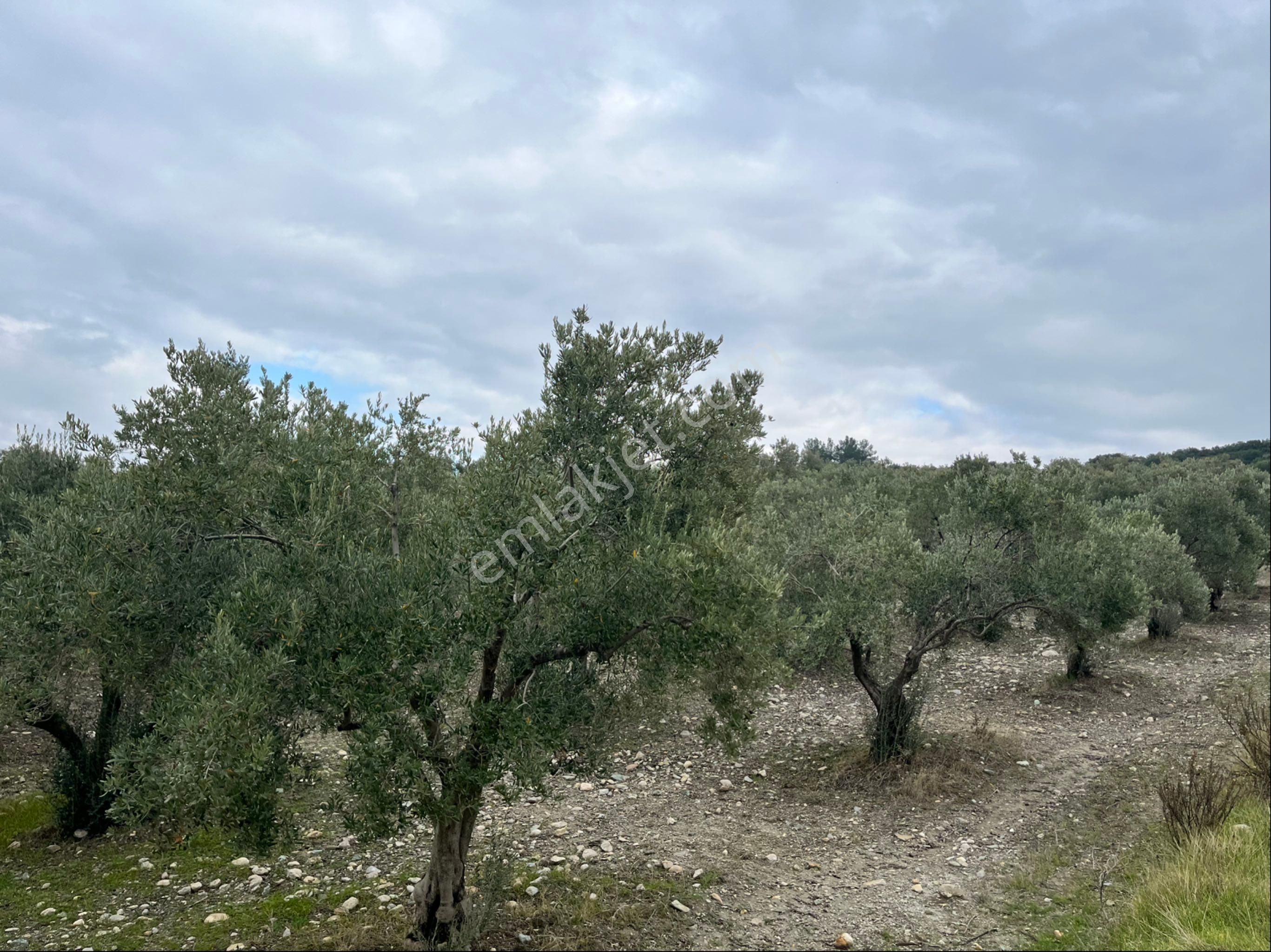 Saruhanlı Gözlet Mah Satılık 12500m2 Satılık Mükemmel Zeytinlik Arayın Yardımcı Olayım - Görsel 6