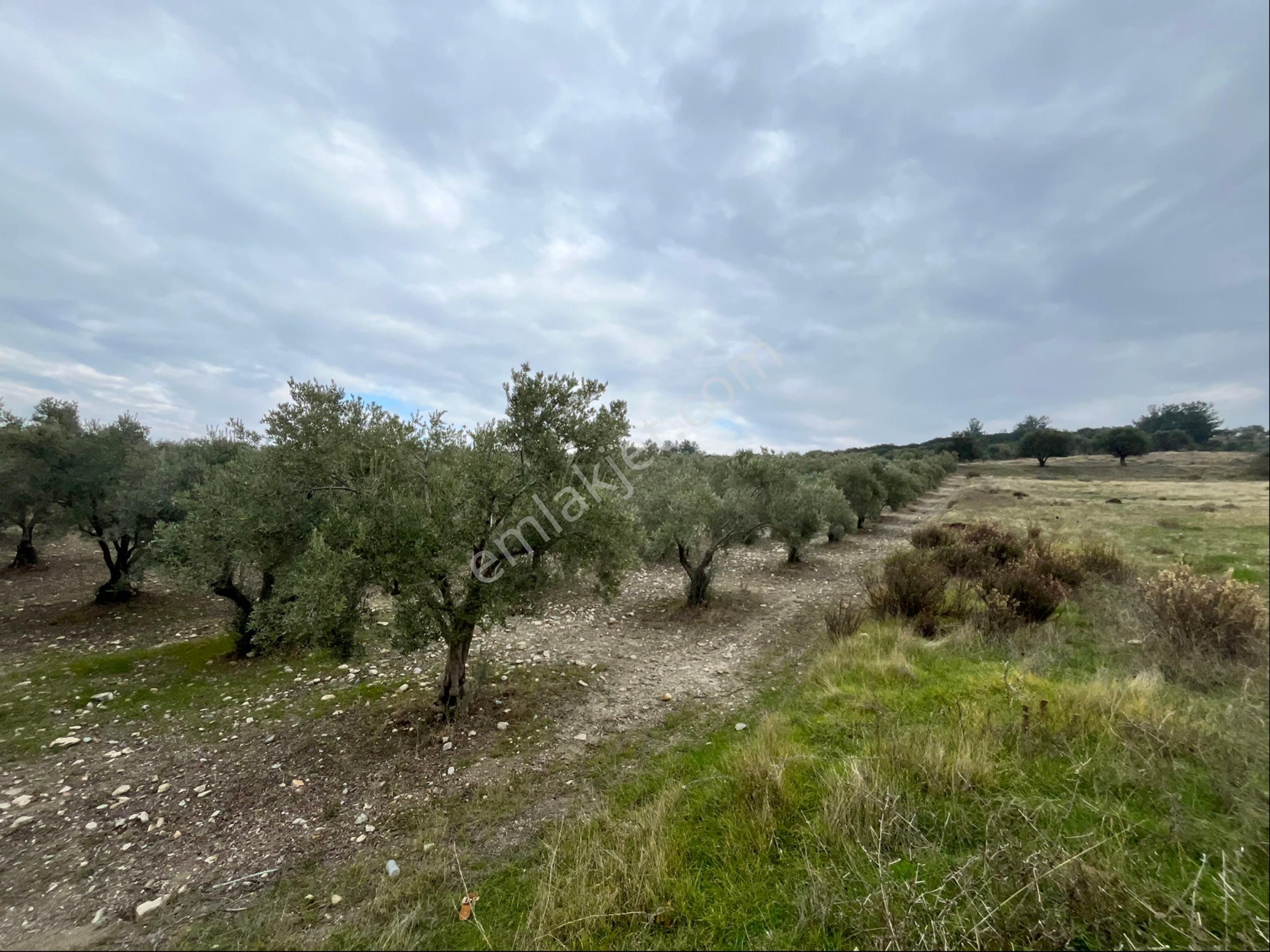 Saruhanlı Gözlet Mah Satılık 12500m2 Satılık Mükemmel Zeytinlik Arayın Yardımcı Olayım - Görsel 12