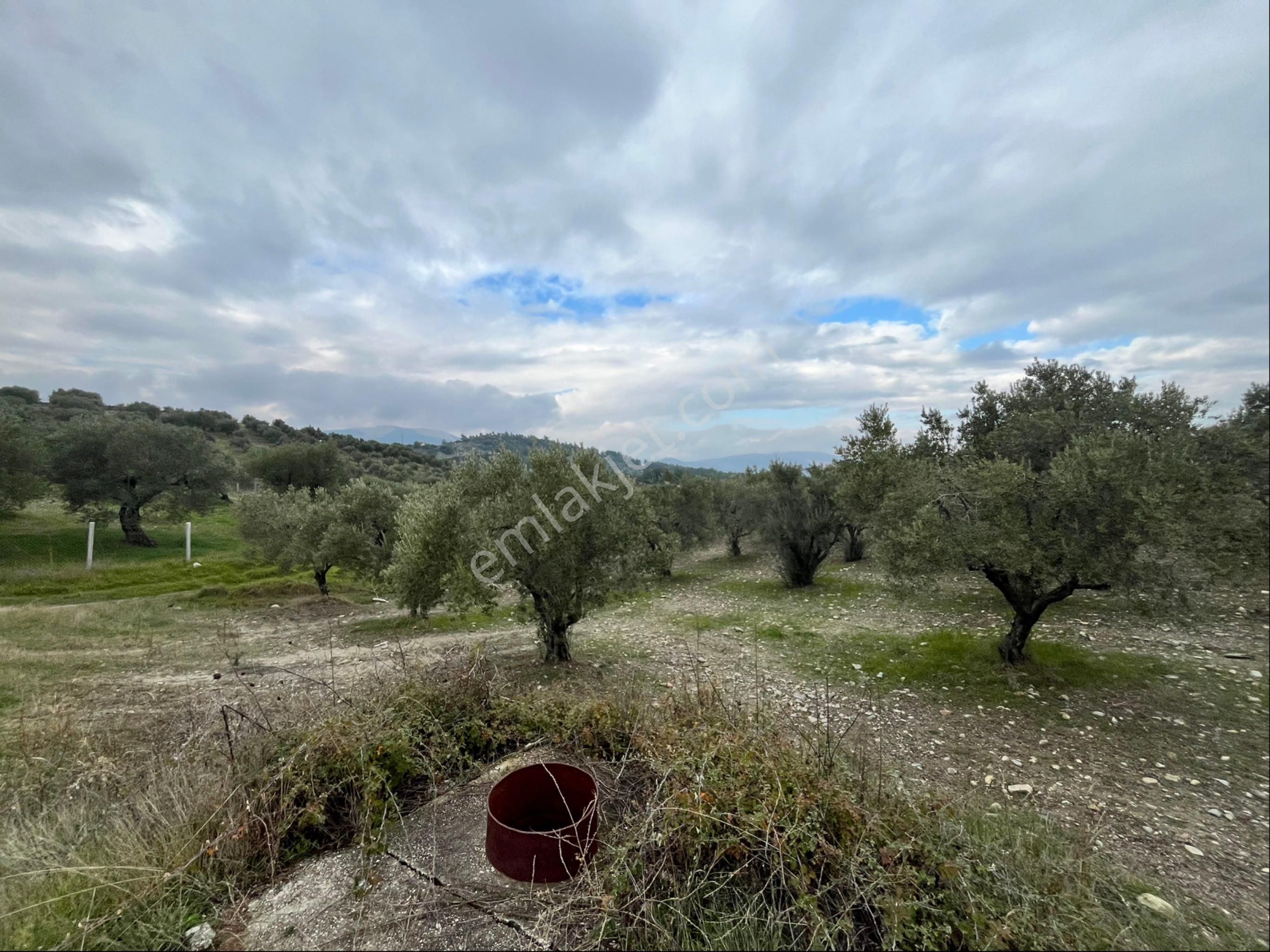 Saruhanlı Gözlet Mah Satılık 12500m2 Satılık Mükemmel Zeytinlik Arayın Yardımcı Olayım - Görsel 9