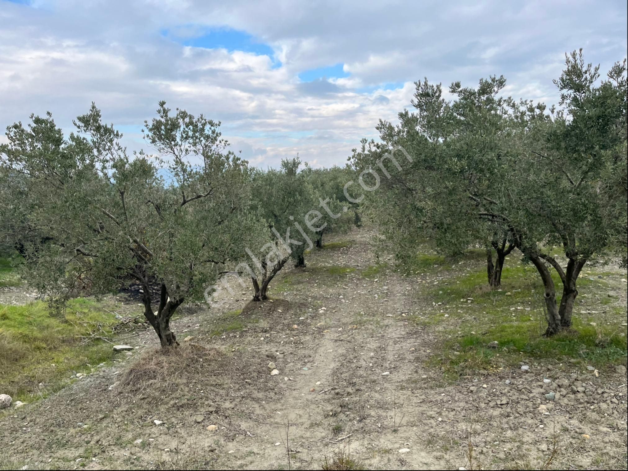 Saruhanlı Gözlet Mah Satılık 12500m2 Satılık Mükemmel Zeytinlik Arayın Yardımcı Olayım - Görsel 27