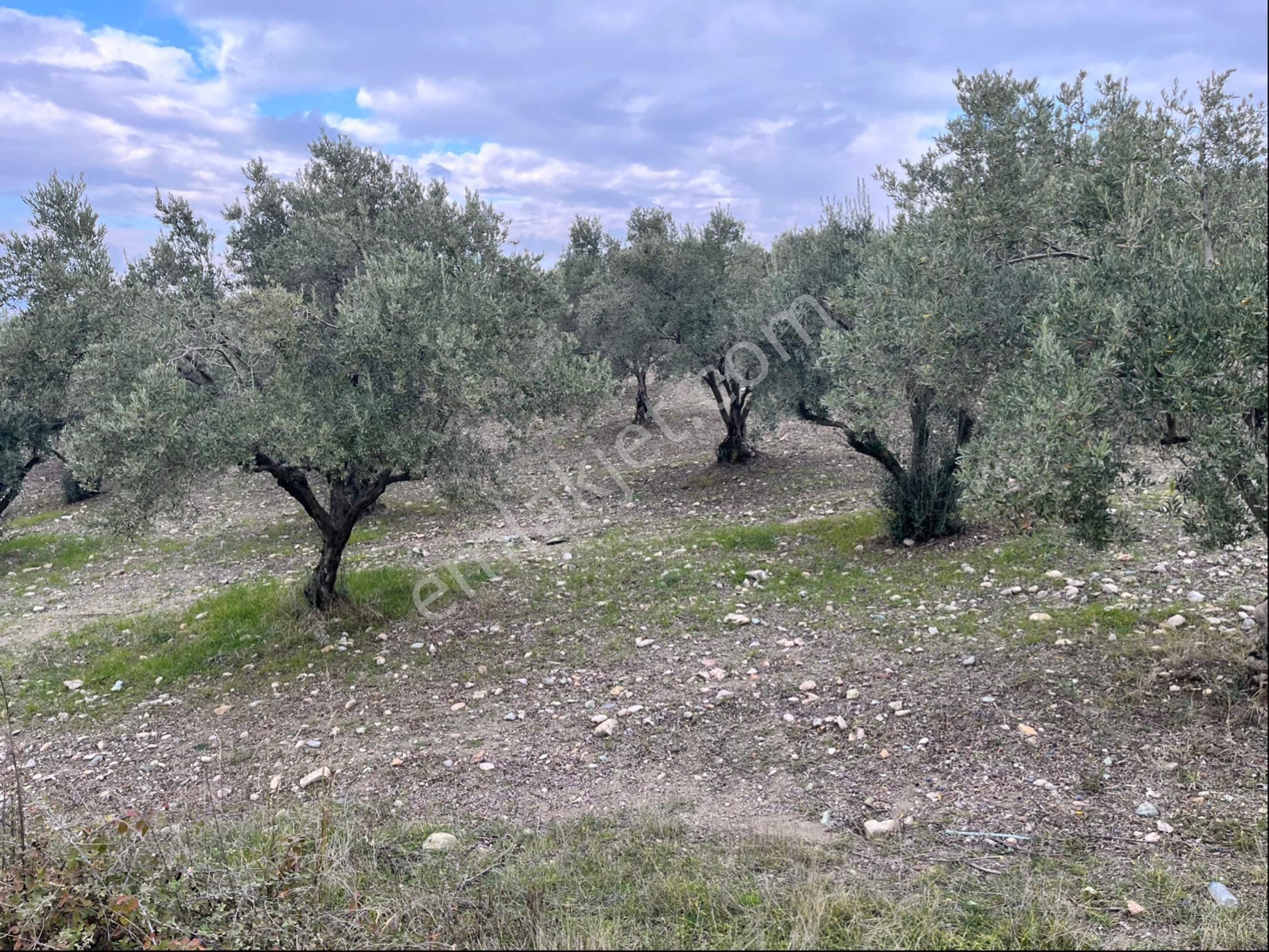 Saruhanlı Gözlet Mah Satılık 12500m2 Satılık Mükemmel Zeytinlik Arayın Yardımcı Olayım - Görsel 18