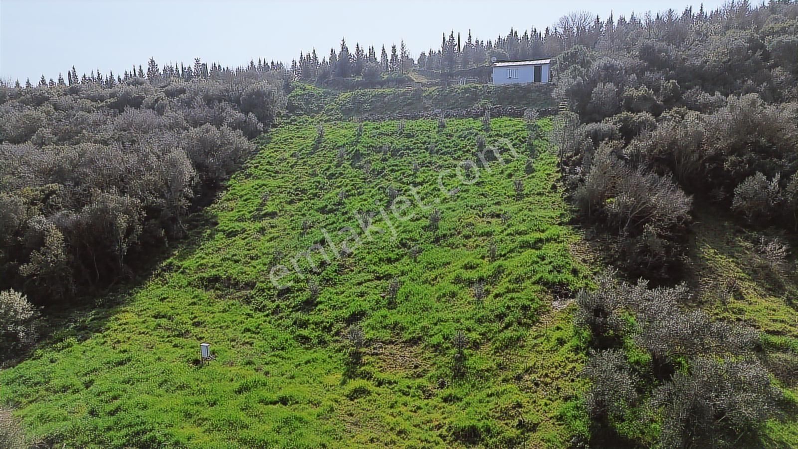 Bergama Kaşıkçı Mah'de 2.220 M² Satılık Tarla Ve Müstakil Ev - Görsel 8