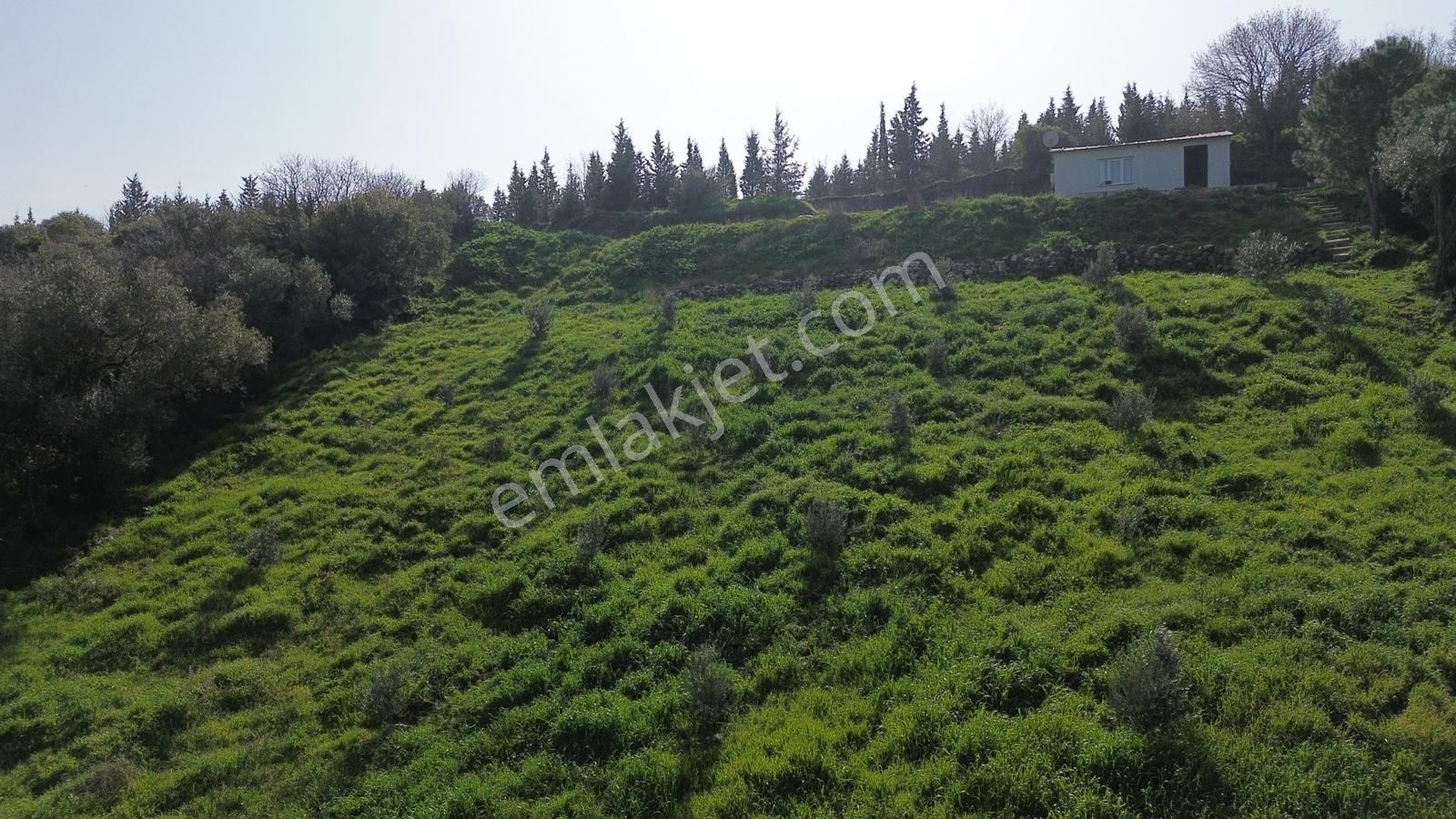 Bergama Kaşıkçı Mah'de 2.220 M² Satılık Tarla Ve Müstakil Ev - Görsel 23