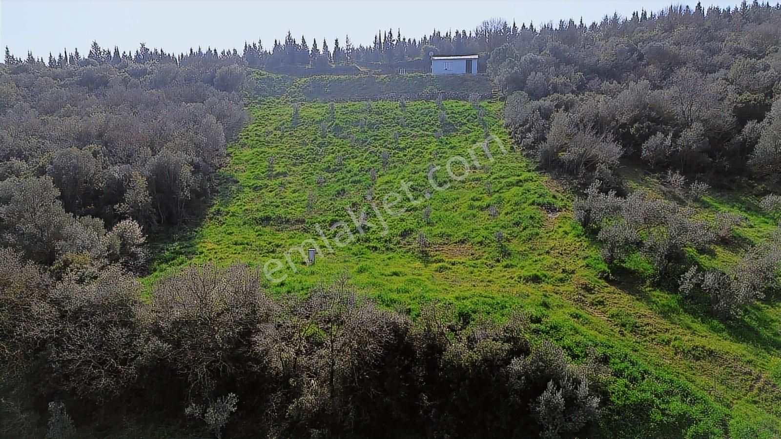 Bergama Kaşıkçı Mah'de 2.220 M² Satılık Tarla Ve Müstakil Ev - Görsel 4