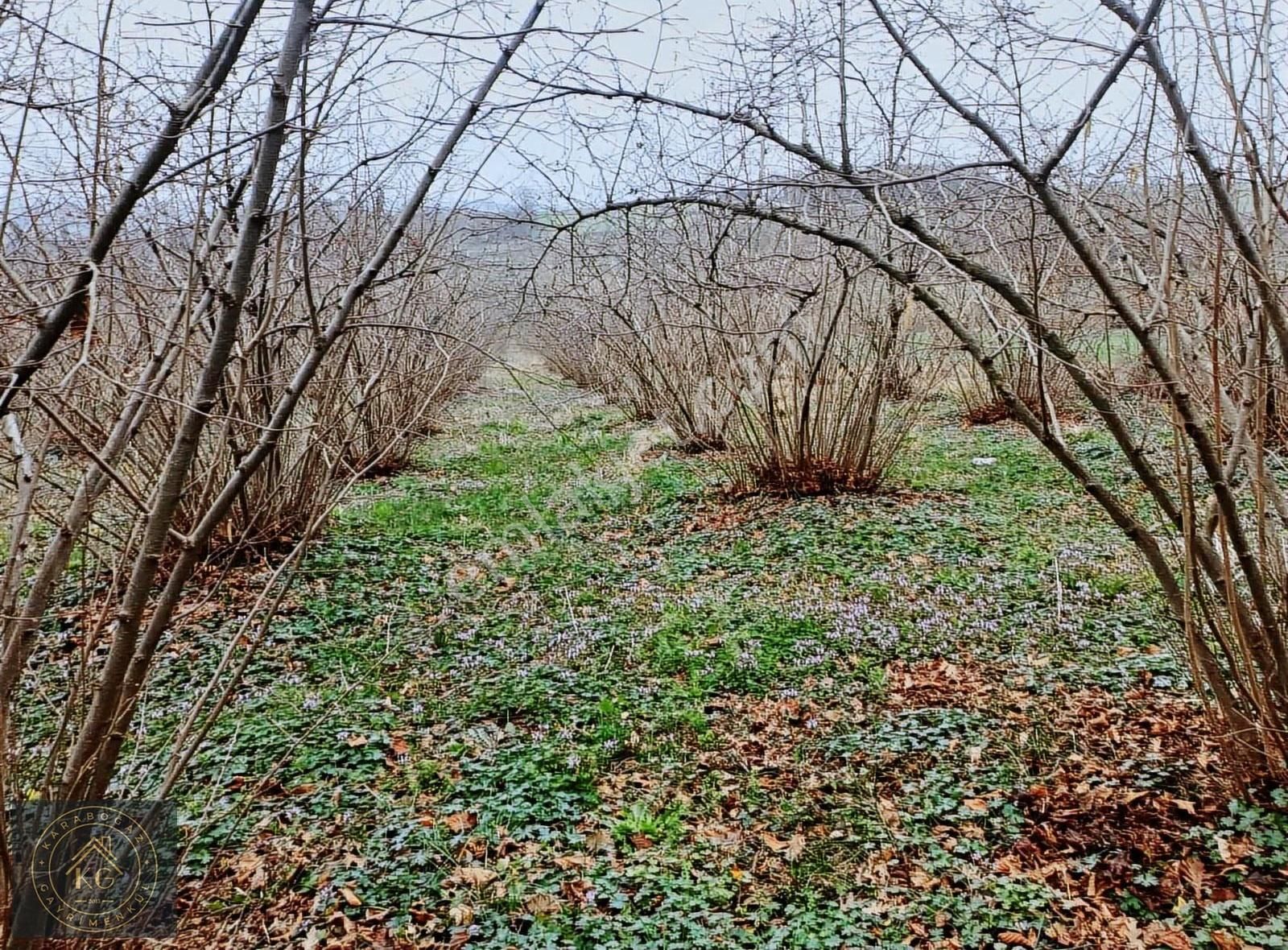 Satılık 2070 M2 Fındık Bahçesi - Görsel 19