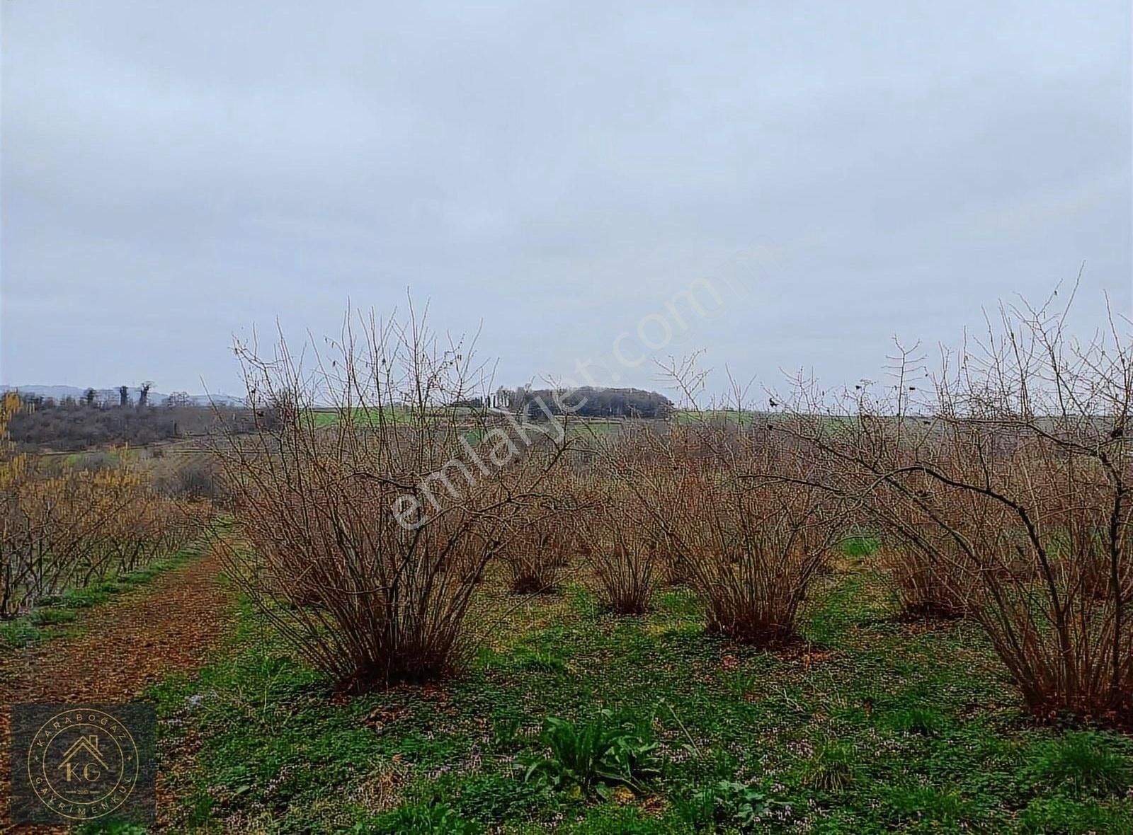 Satılık 2070 M2 Fındık Bahçesi - Görsel 8