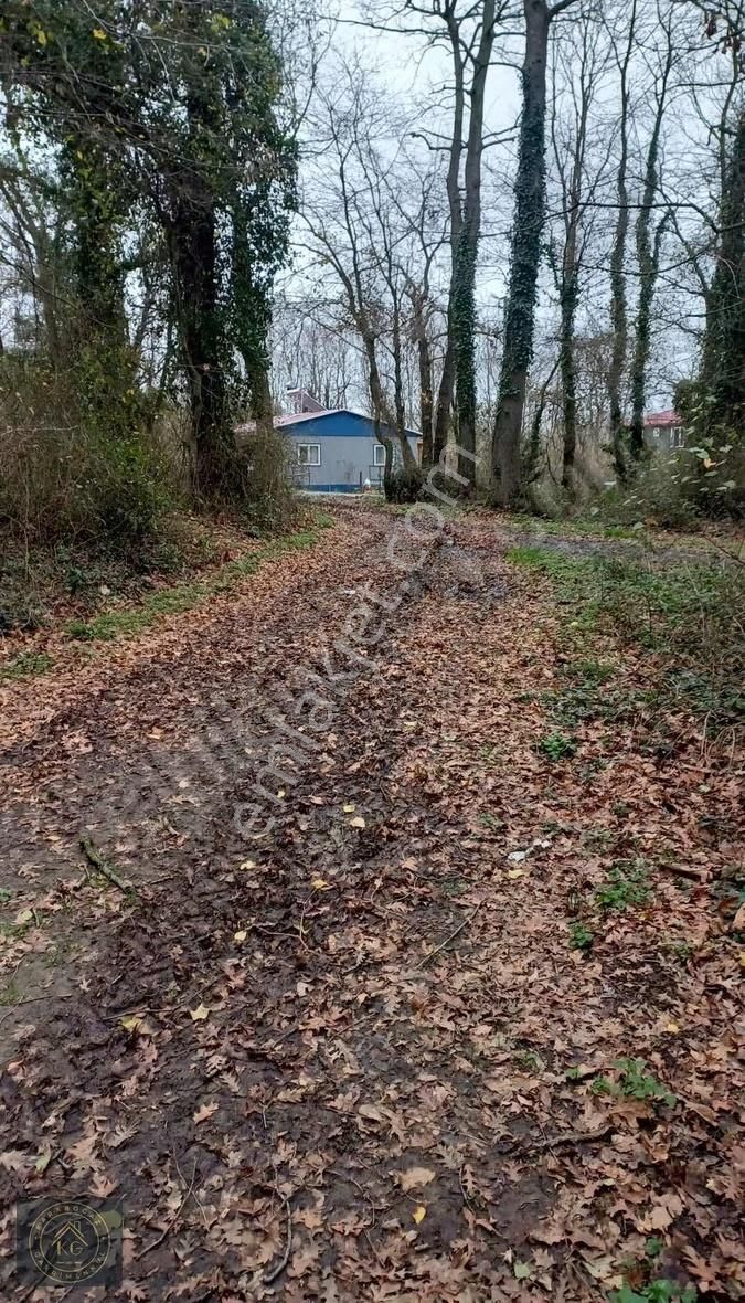 Satılık 2070 M2 Fındık Bahçesi