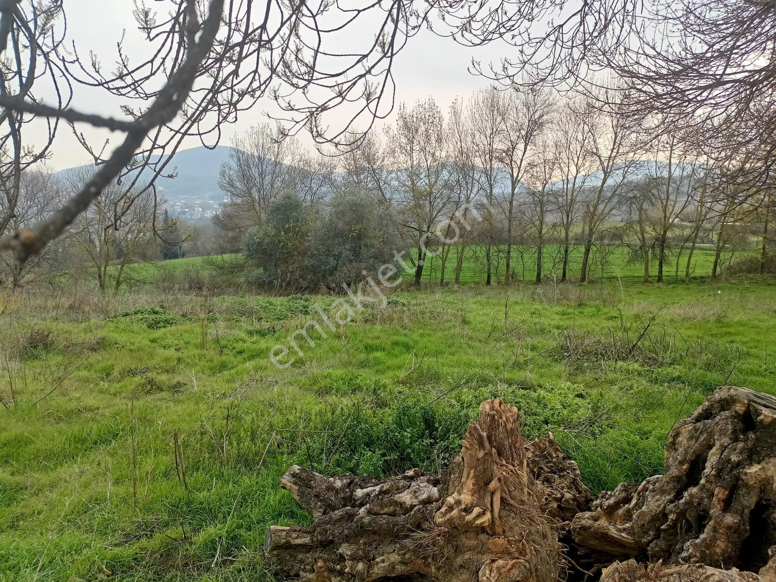 Yalova Merkez Soğucak 5660 M2 Satılık Yatırımlık Tarla - Görsel 7