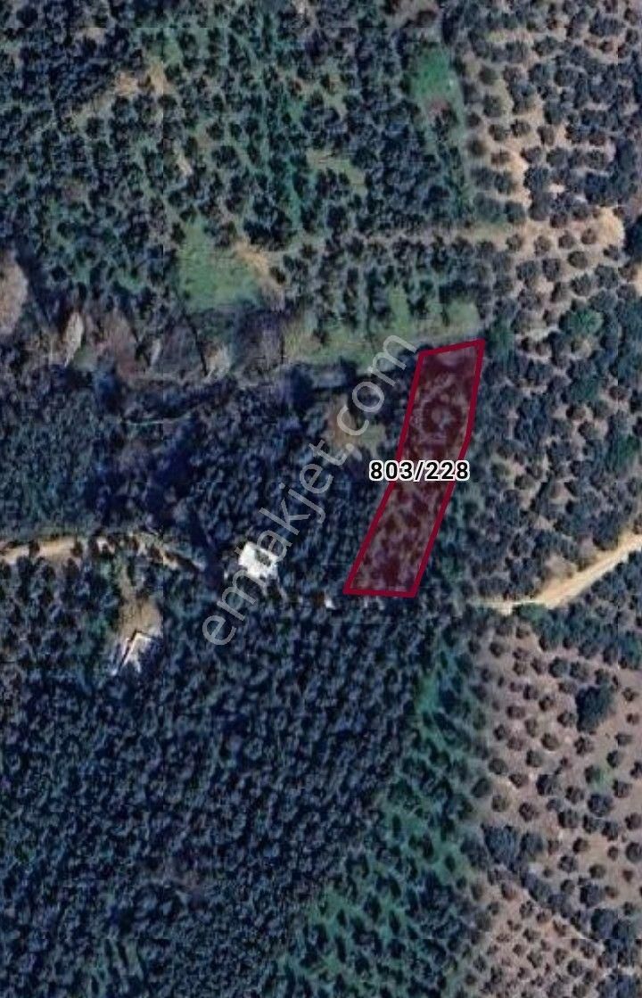 Orhangazi Gedelek Köyünde Satılık Zeytinlik - Görsel 3