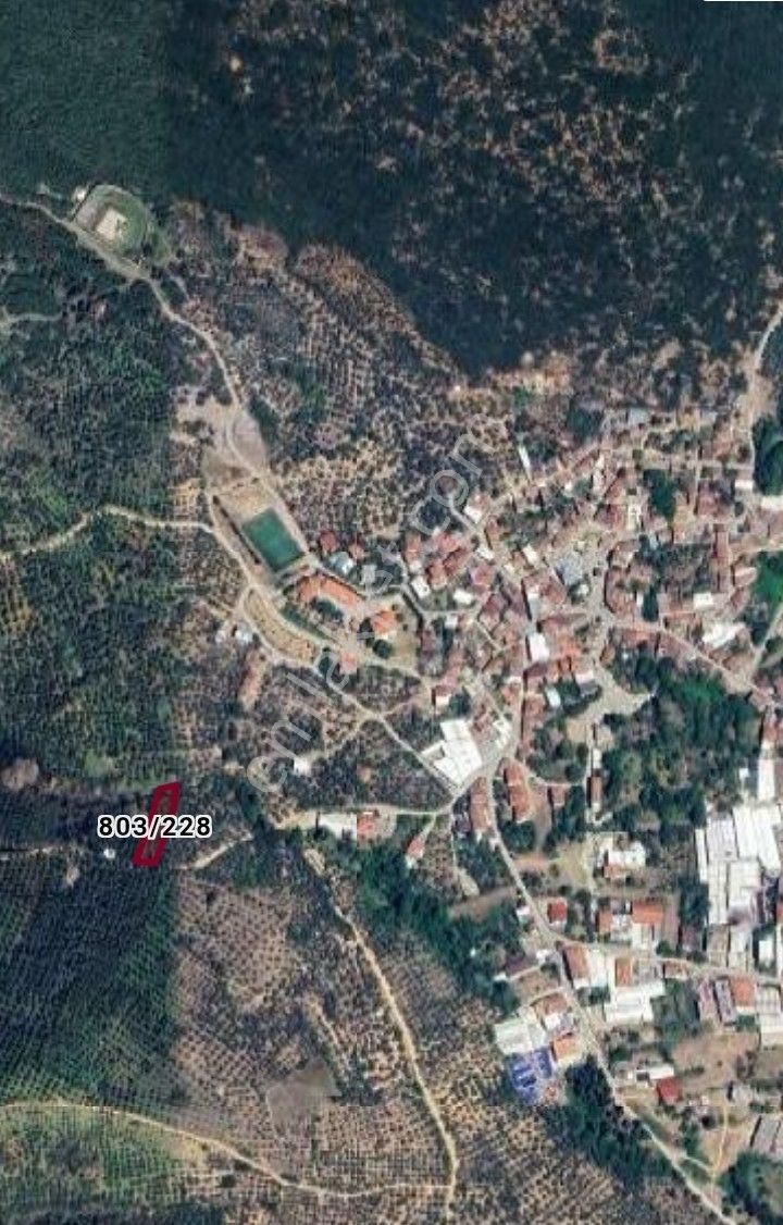 Orhangazi Gedelek Köyünde Satılık Zeytinlik