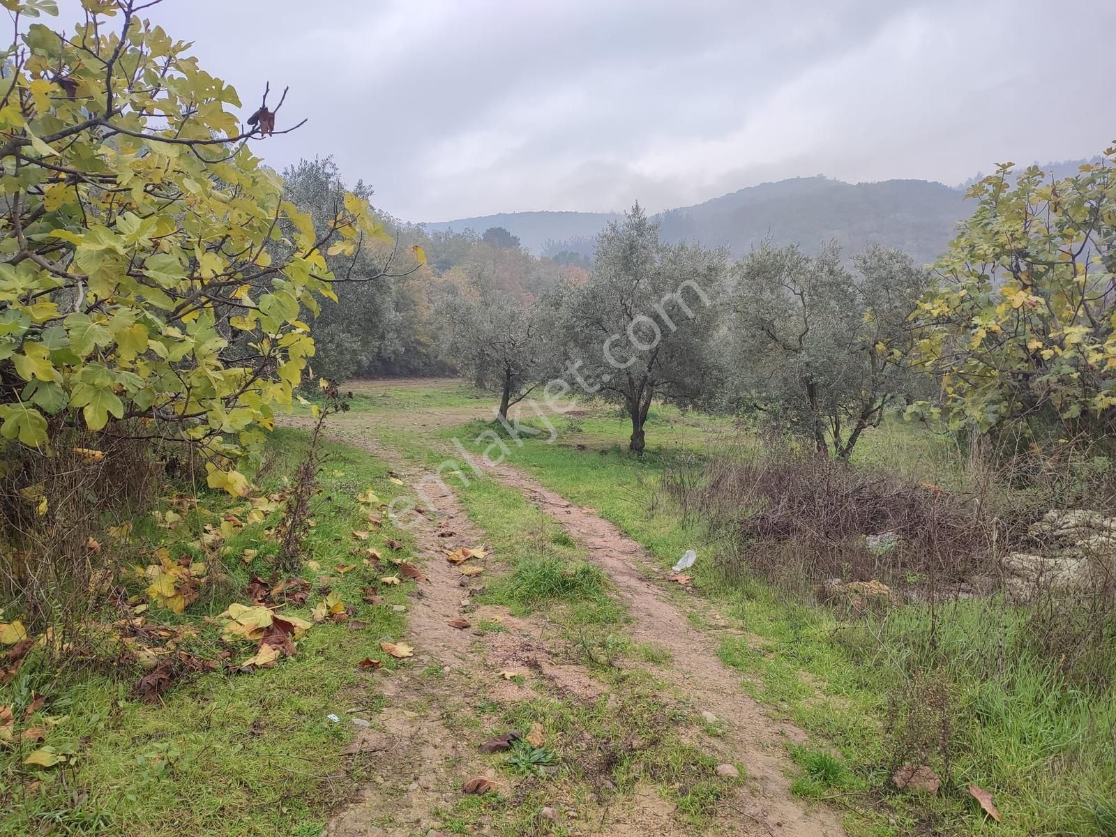 Remax Leon Kestel Çataltepe 'de Sanayiye Yakın Satılık Zeytinlik - Görsel 4