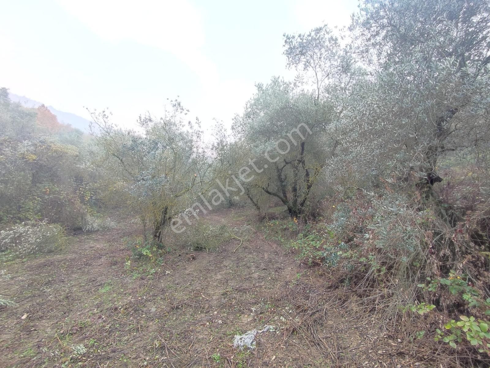 Remax Leon Kestel Çataltepe 'de Sanayiye Yakın Satılık Zeytinlik - Görsel 3