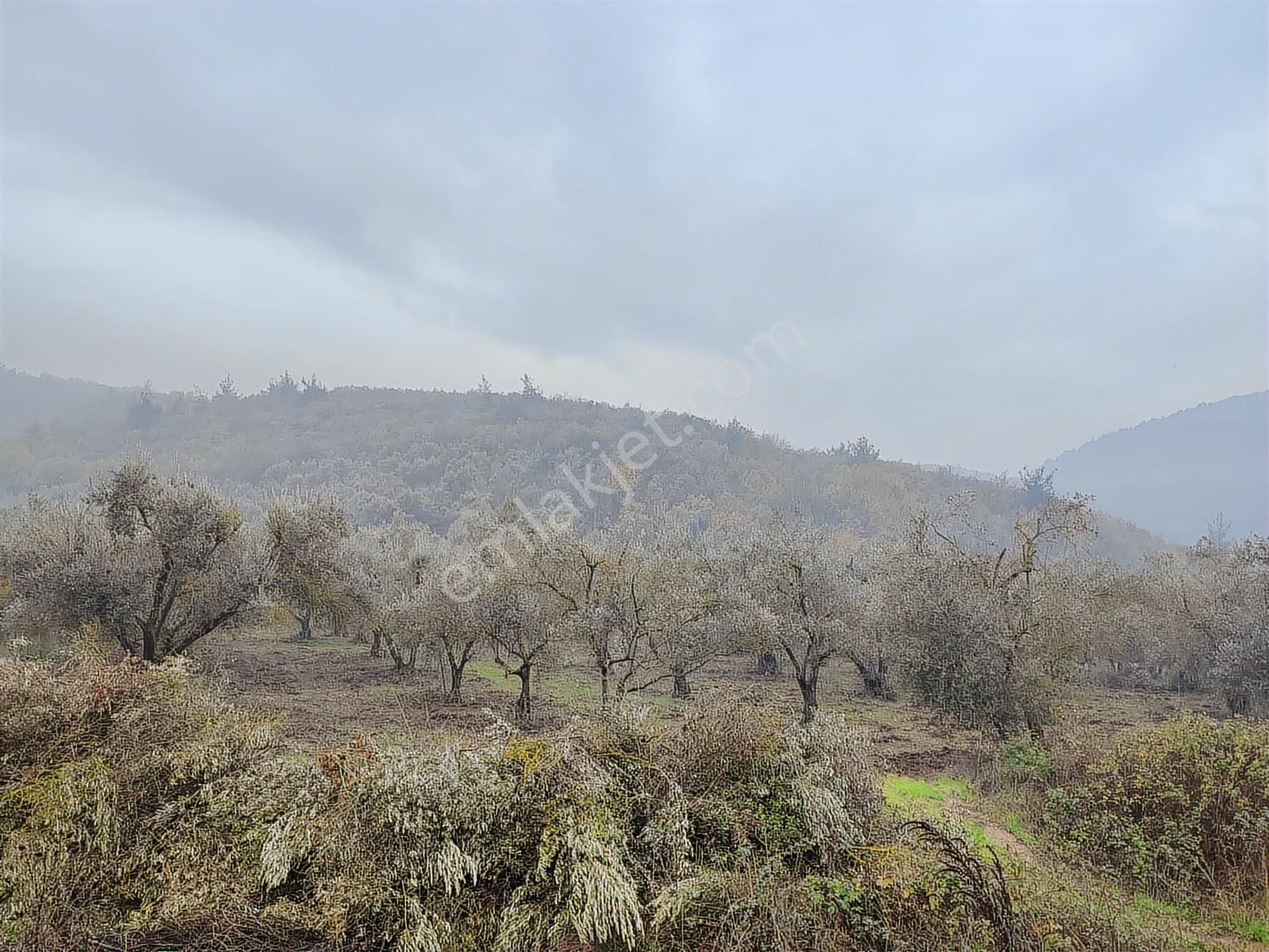 Remax Leon Kestel Çataltepe 'de Sanayiye Yakın Satılık Zeytinlik