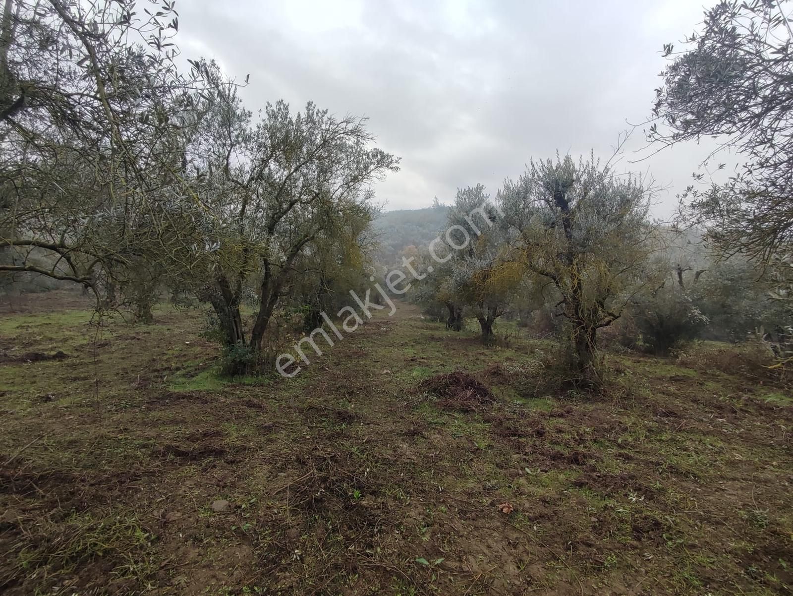 Remax Leon Kestel Çataltepe 'de Sanayiye Yakın Satılık Zeytinlik - Görsel 7