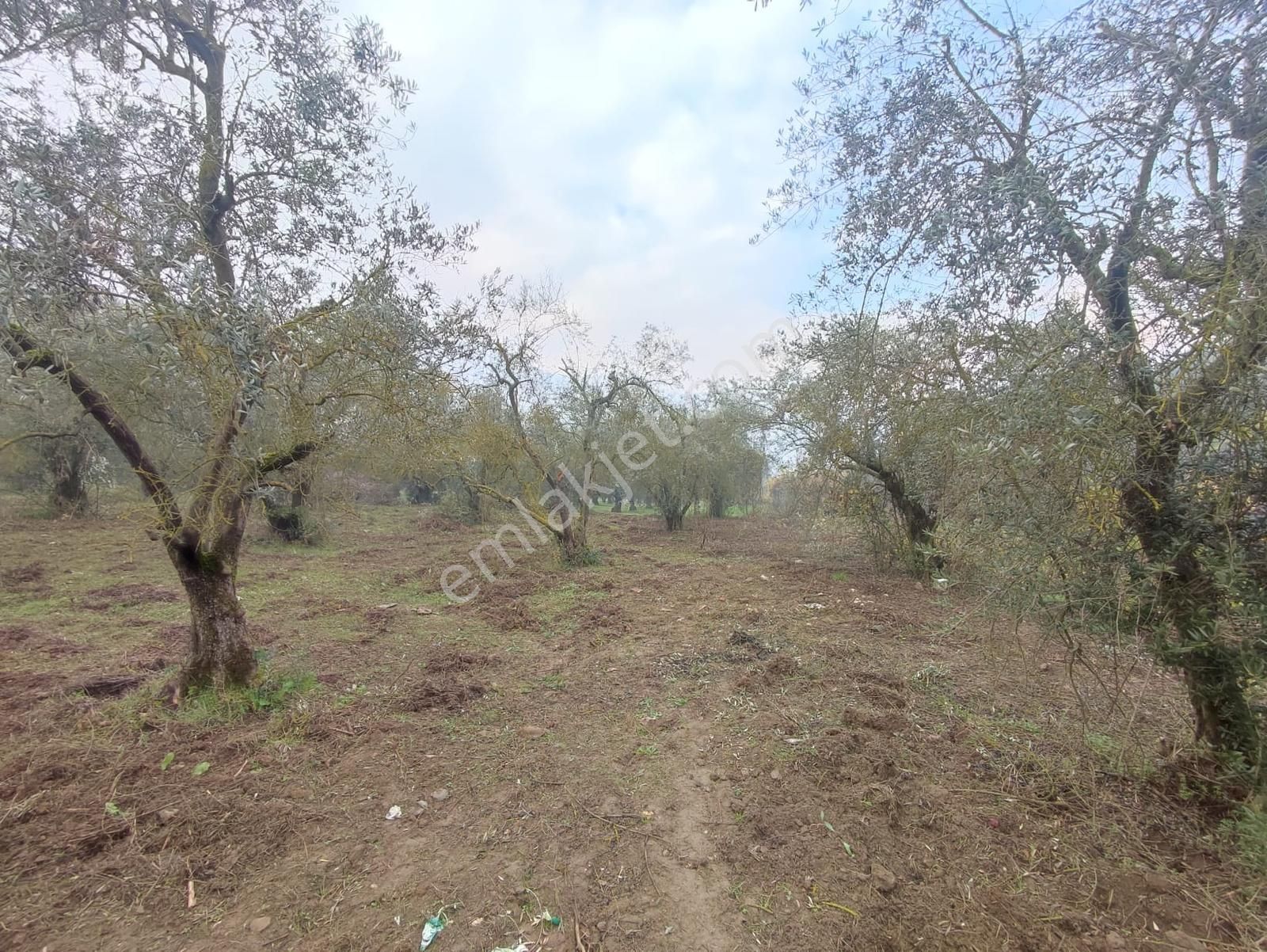 Remax Leon Kestel Çataltepe 'de Sanayiye Yakın Satılık Zeytinlik - Görsel 11
