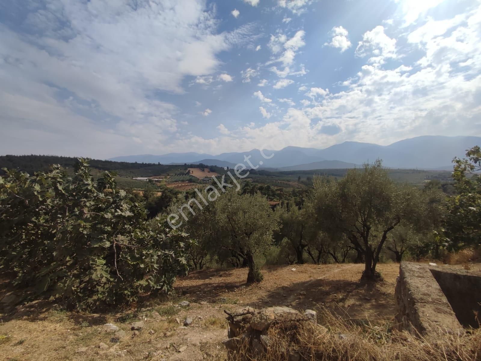 Remax Leon Kestel Çataltepe 'de Satılık Kısmi İmarlı Zeytinlik - Görsel 8